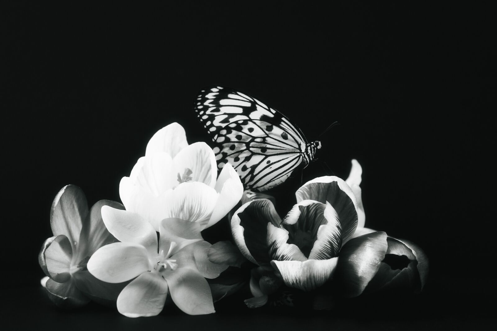 Canon EOS 1300D (EOS Rebel T6 / EOS Kiss X80) sample photo. Butterfly, crocus, spring photography