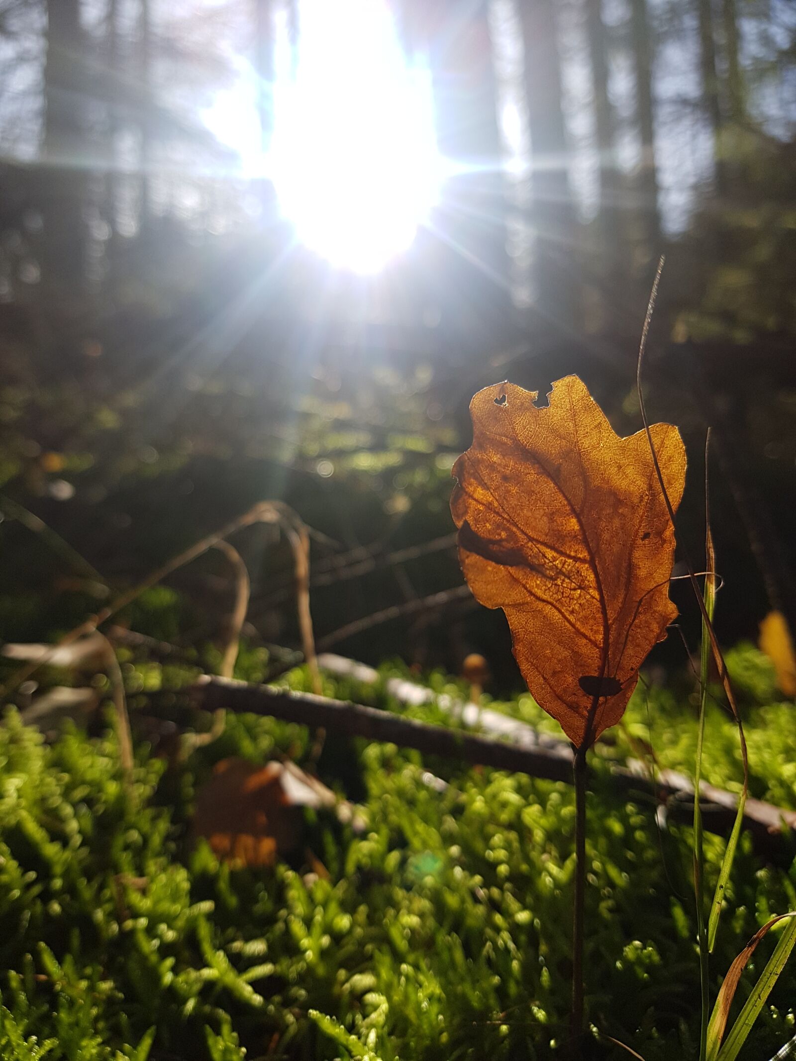 Samsung Galaxy S7 sample photo. Autumn, forest, moss photography