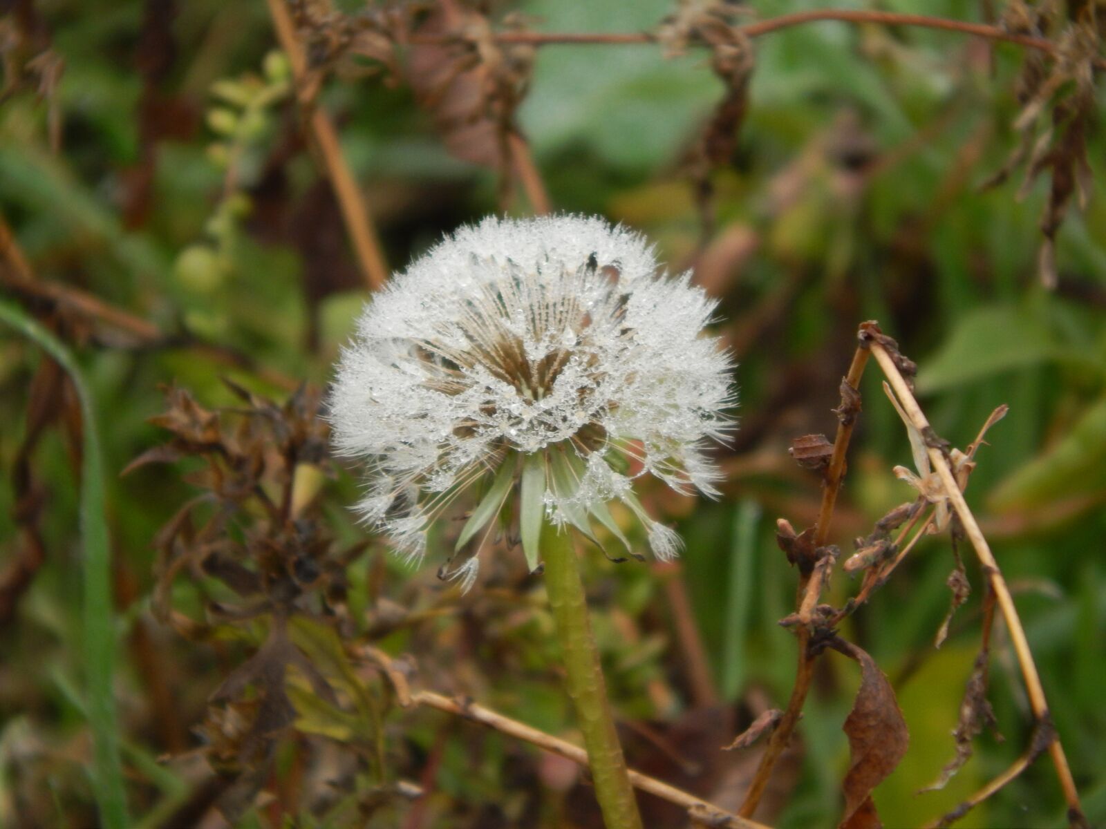 Nikon Coolpix L820 sample photo. Dandelion, nature, flower photography