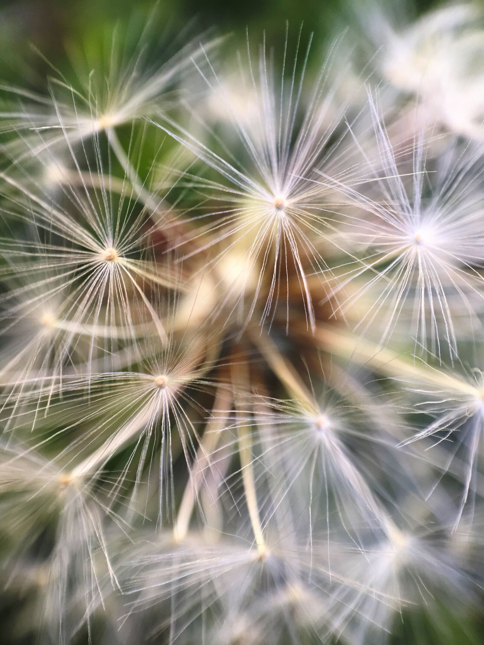 Apple iPhone 6s Plus sample photo. Macro, dandelion, taraxacum photography