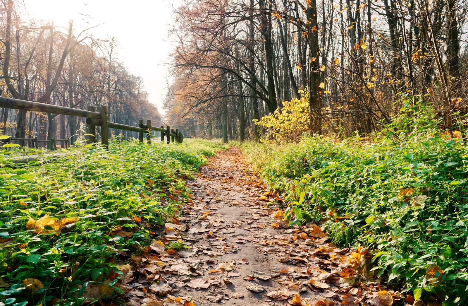 Nikon D3100 sample photo. Landscape, path, alley photography