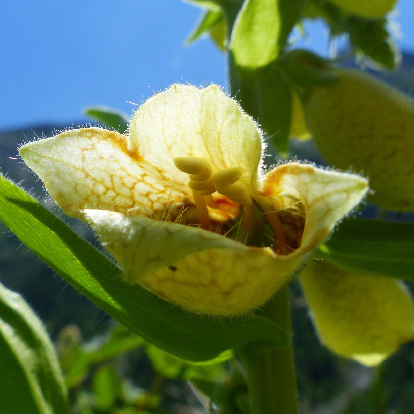 Panasonic Lumix DMC-FZ200 sample photo. Flowers, nature, macro photography