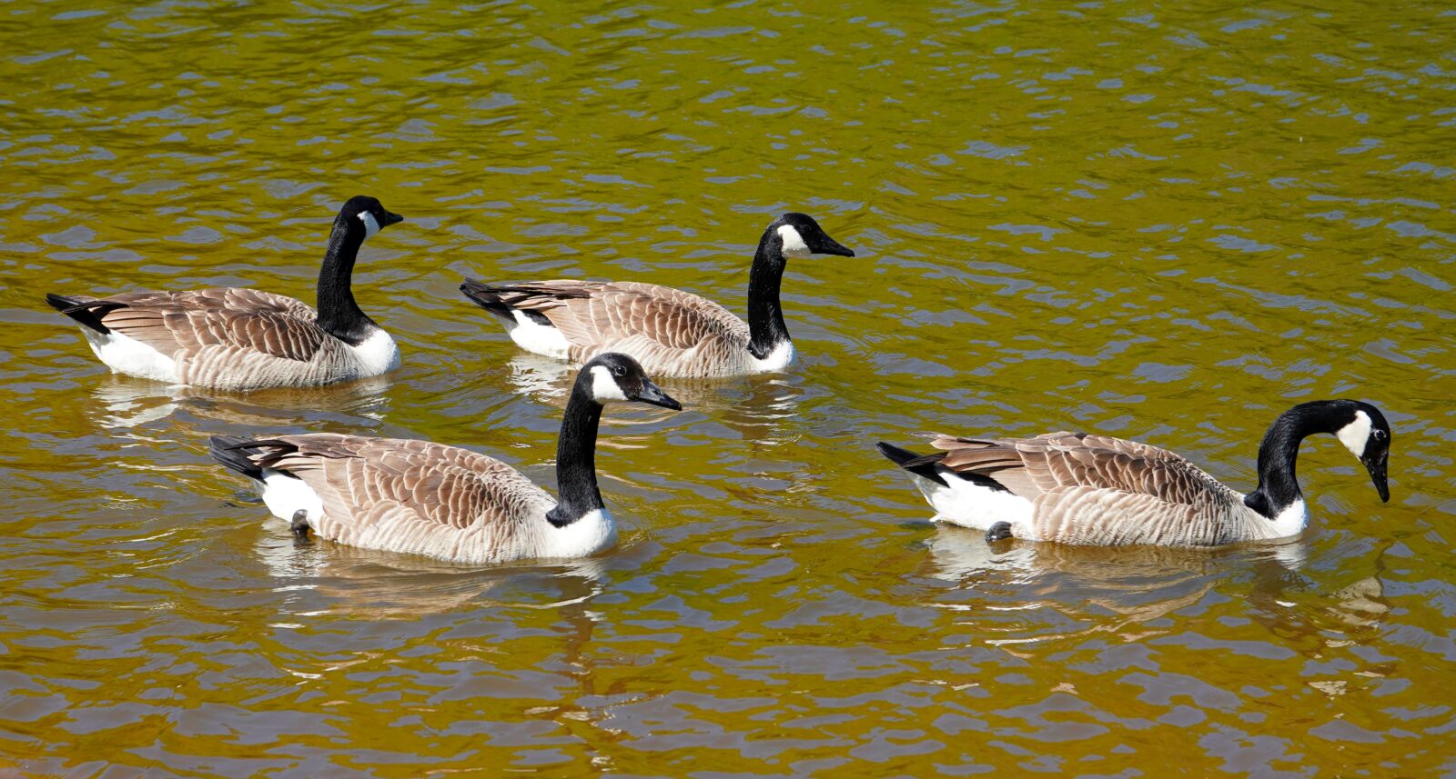 Sony E PZ 18-105mm F4 G OSS sample photo. Geese, animals, birds photography