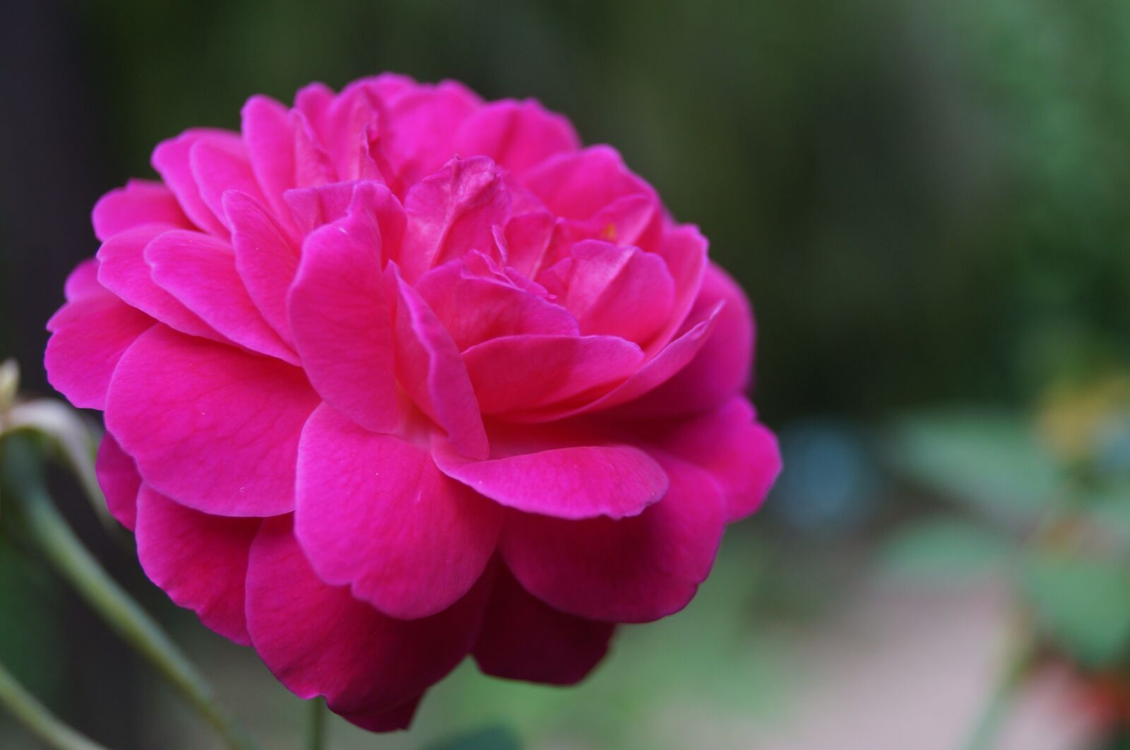 Sony SLT-A37 sample photo. Flower, rosa, nature photography
