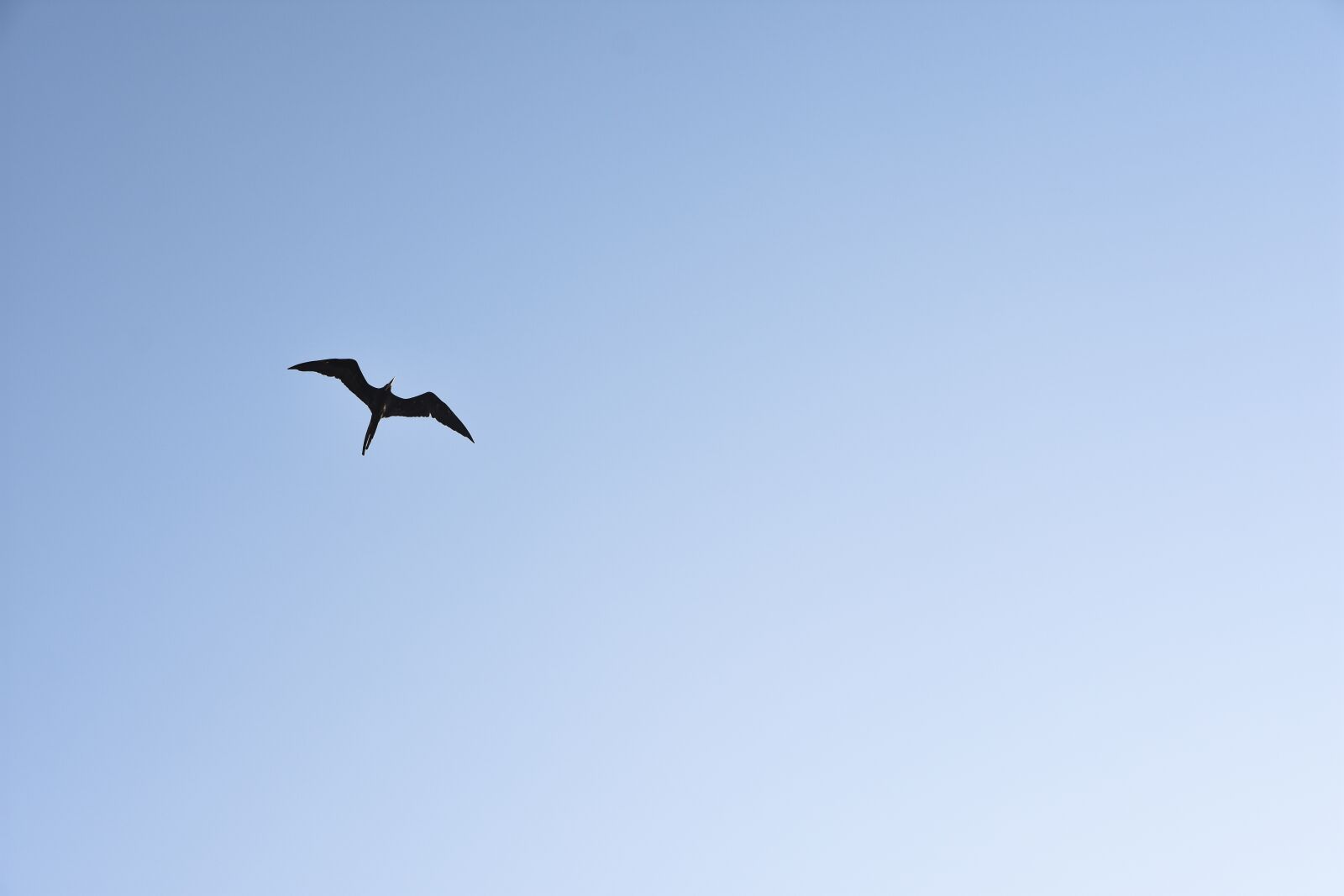 Nikon D7200 sample photo. Bird, nature, birds photography
