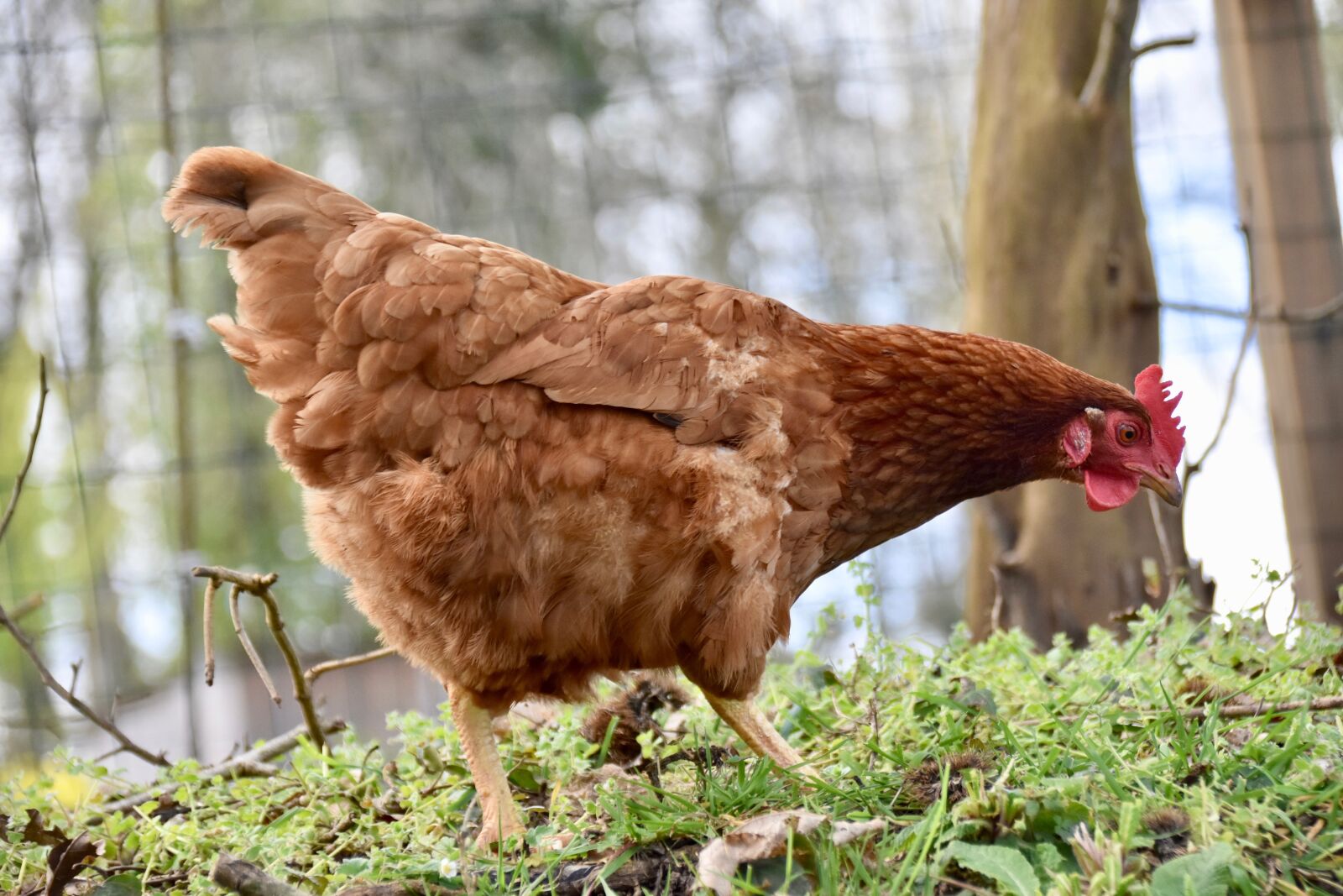 Nikon D5600 sample photo. Hens, laying hens, poultry photography