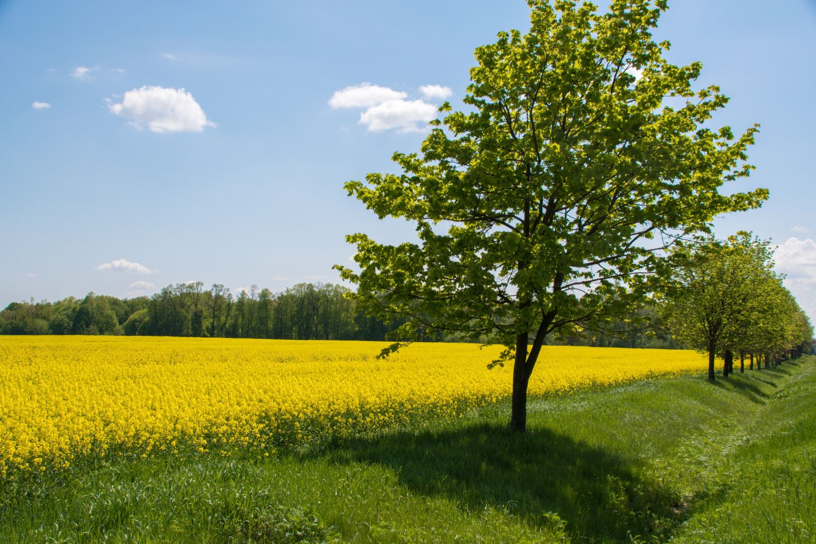 Nikon D500 sample photo. Landscape, field, clouds photography