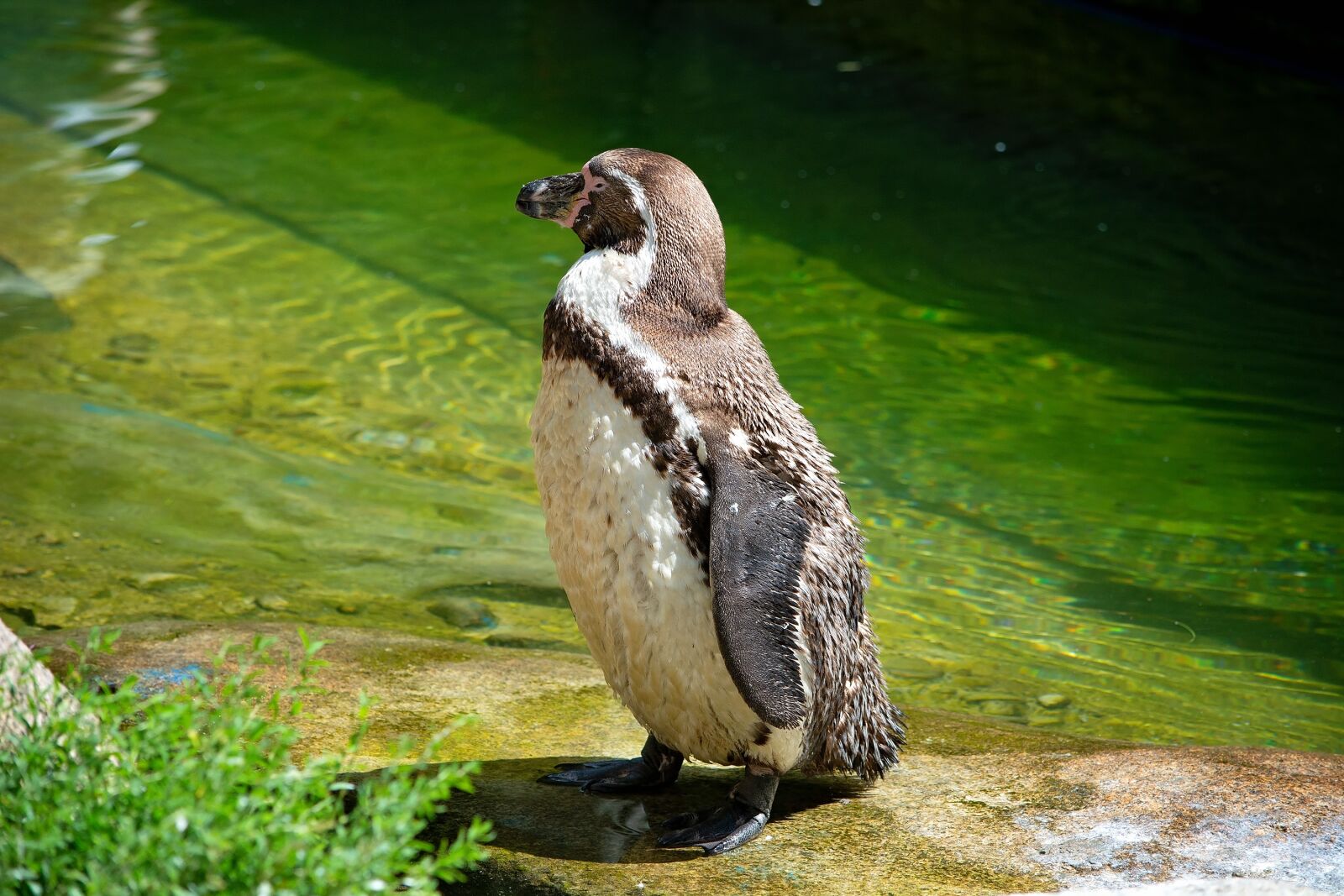 Nikon D7100 sample photo. Penguin, water bird, water photography