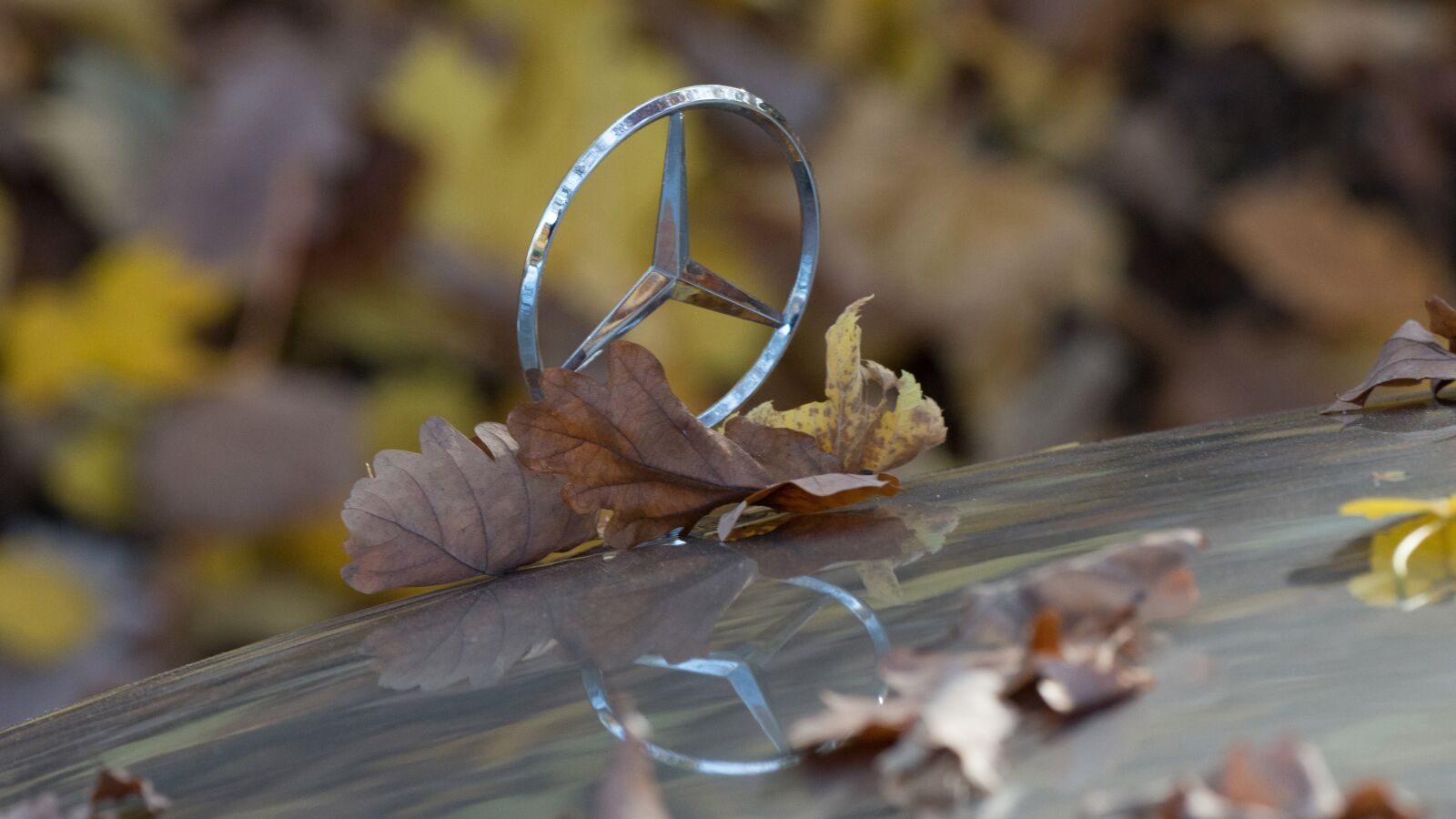 Nikon D800 sample photo. Mercedes, star, autumn photography