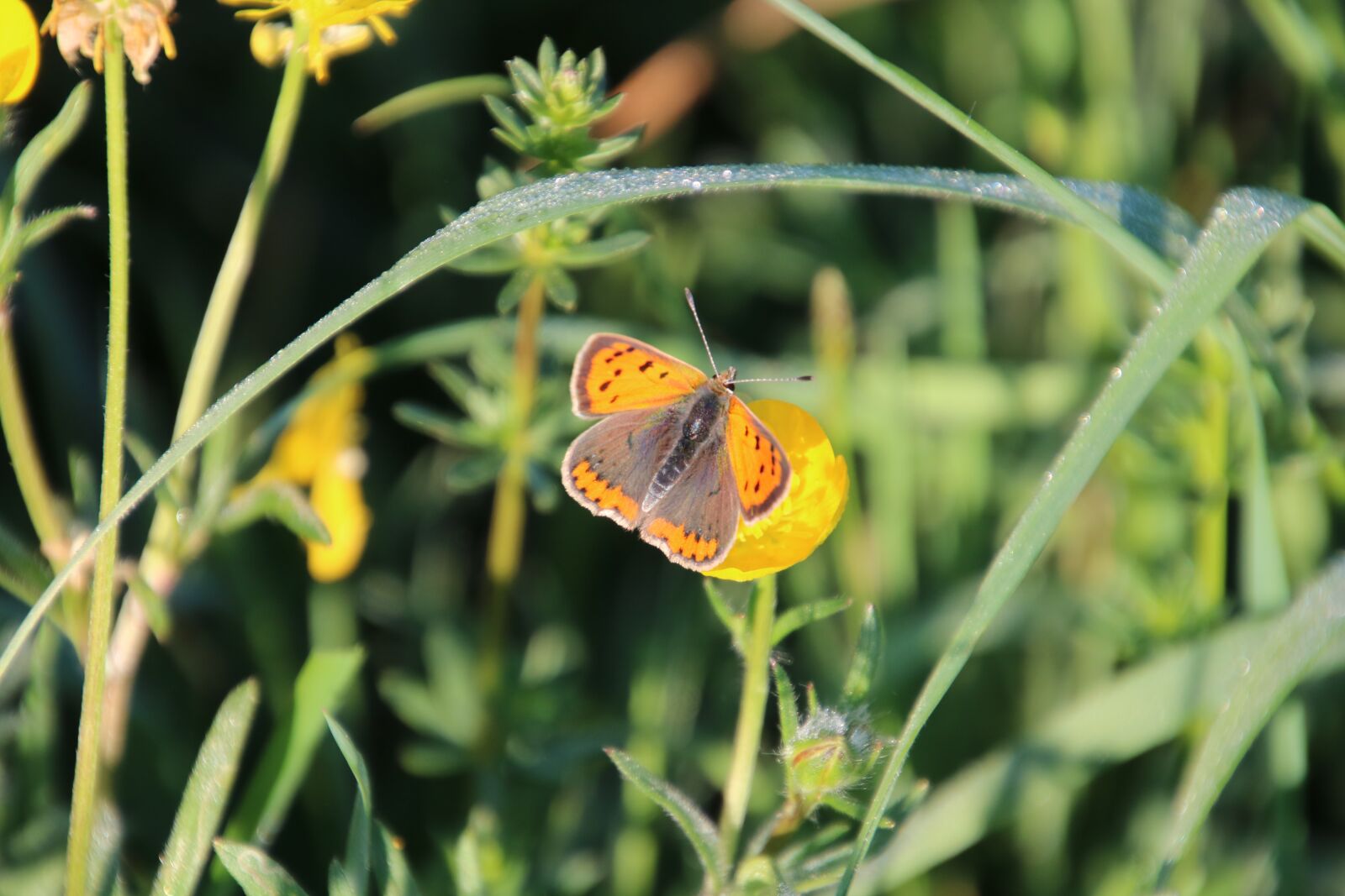 Canon EOS 760D (EOS Rebel T6s / EOS 8000D) sample photo. Butterfly, nature, meadow photography