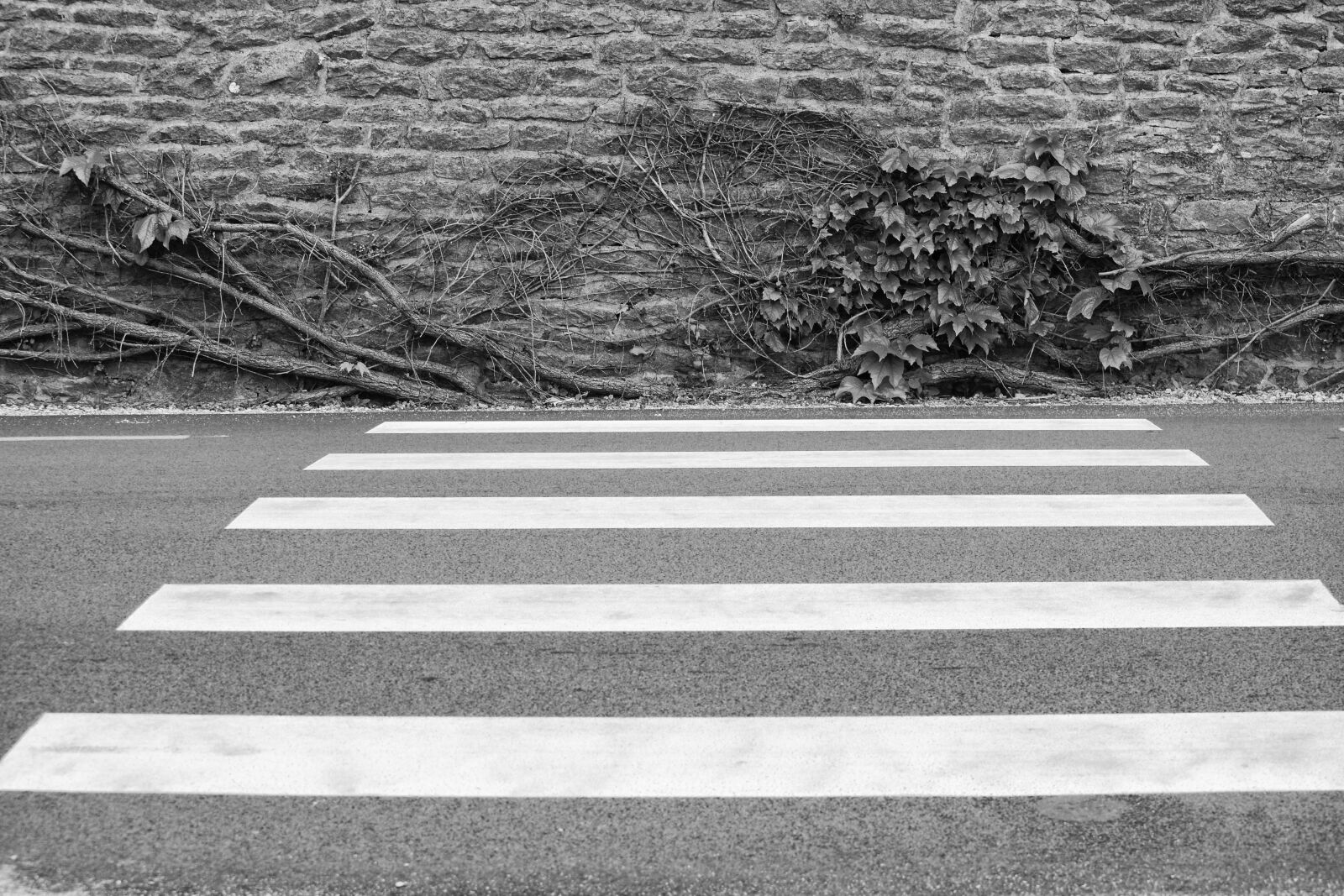 Nikon D5200 sample photo. Lierre, mur, noir, et photography