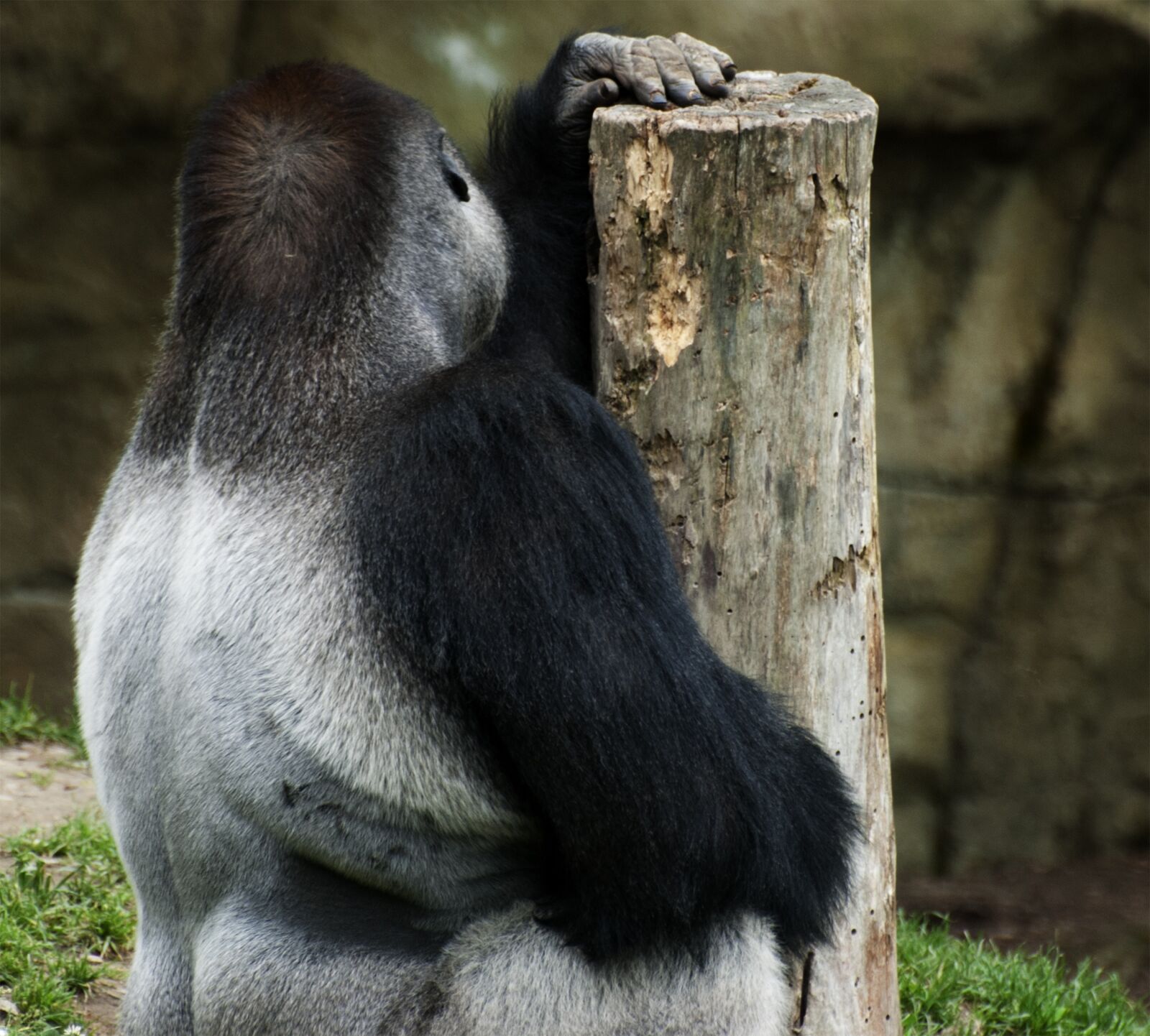 Nikon D80 sample photo. Gorilla, animal world, monkey photography