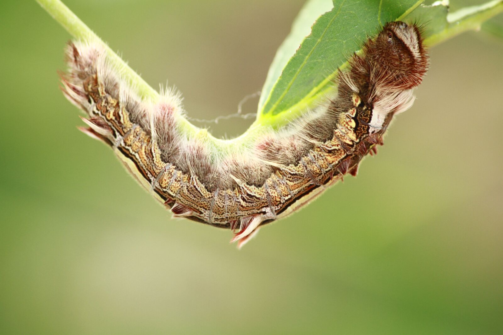 Canon EOS 7D + Canon EF-S 55-250mm F4-5.6 IS sample photo. Caterpillar, nature, outdoor photography
