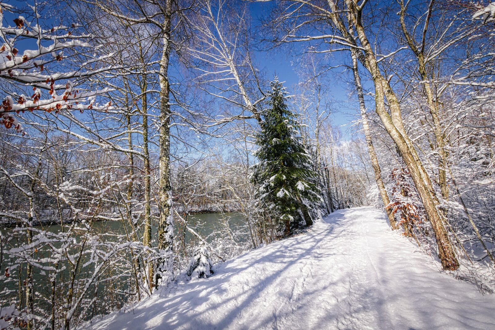 Panasonic Lumix DMC-GX8 sample photo. Winter, snow, nature photography