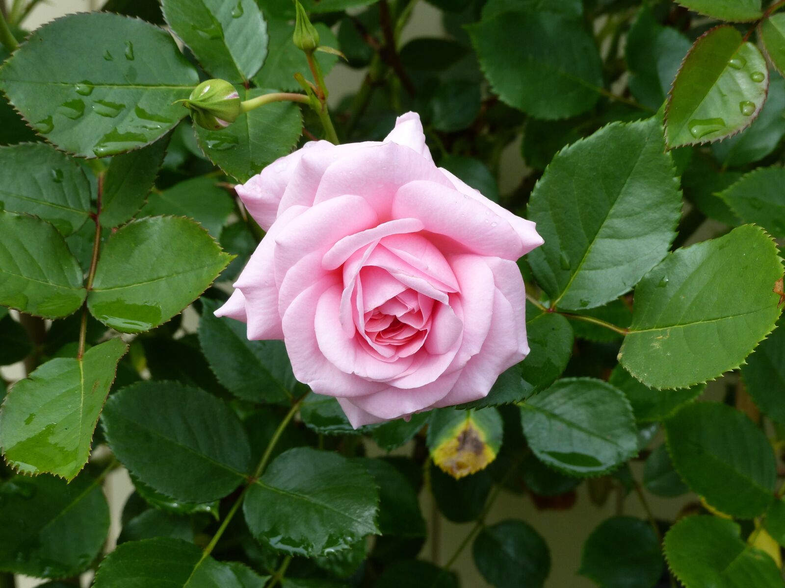 Panasonic Lumix DMC-FZ200 sample photo. Rose, flower, blossom photography