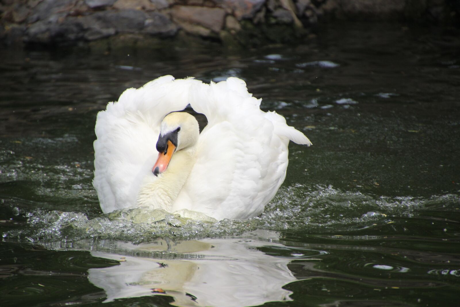 Canon EOS 600D (Rebel EOS T3i / EOS Kiss X5) sample photo. Bird, water bird, swan photography
