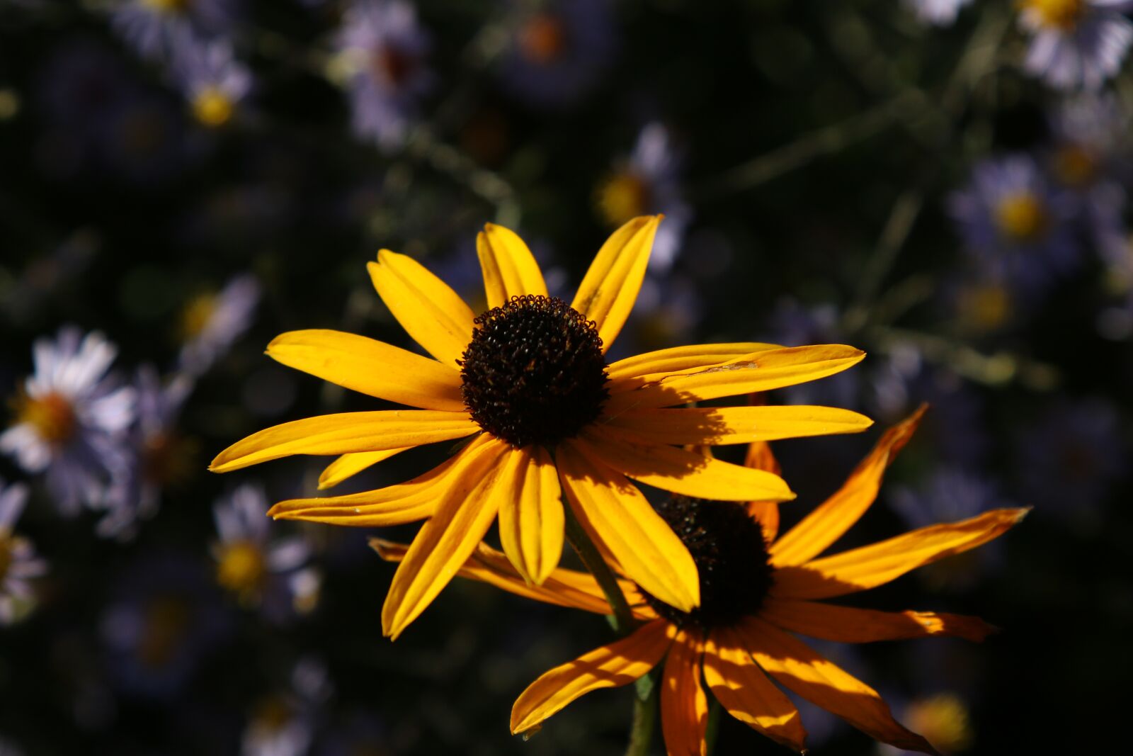 Canon EOS 70D + Canon EF 24-105mm F4L IS USM sample photo. Flower, yellow, close up photography