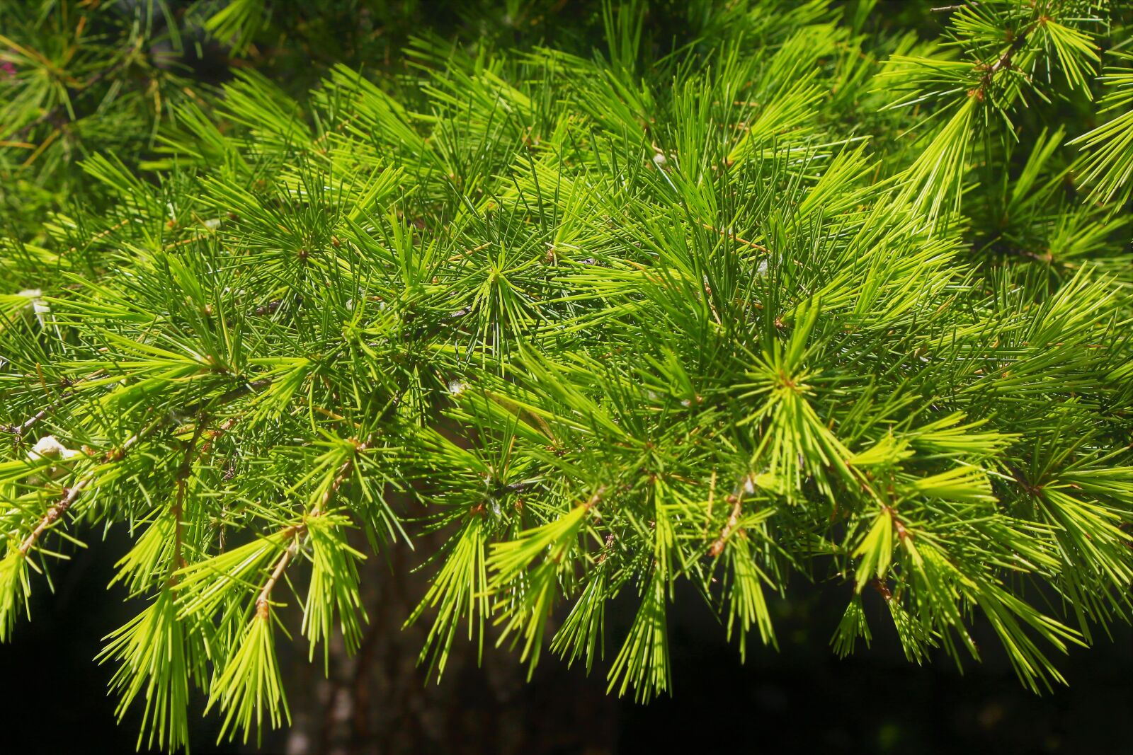 Canon EOS 5D Mark III sample photo. Tree, pine, spring photography