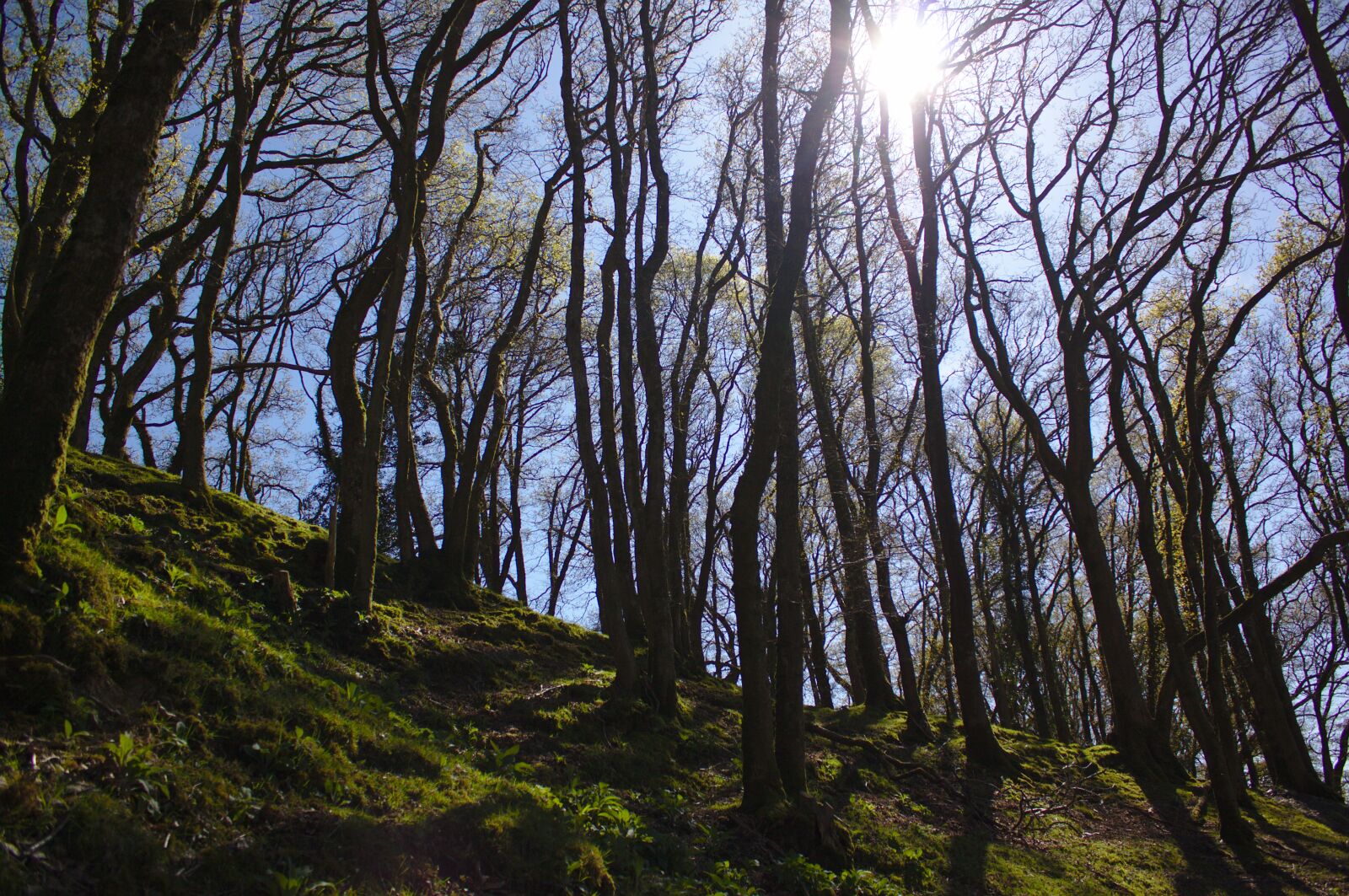 Canon EOS 50D sample photo. Woods, forest, summer photography
