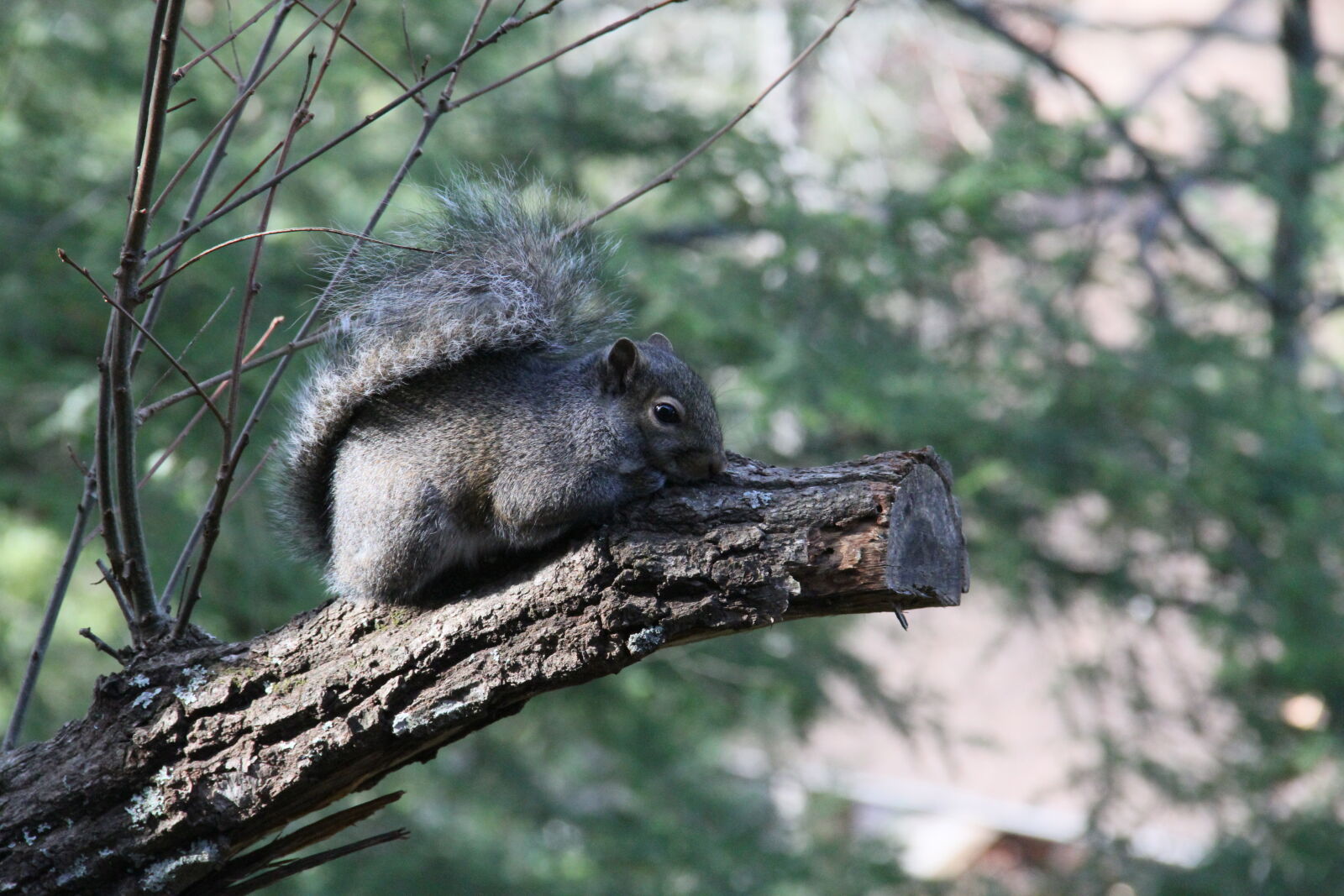 Canon EOS 7D sample photo. Grey, squirrel, squirrel, tree photography