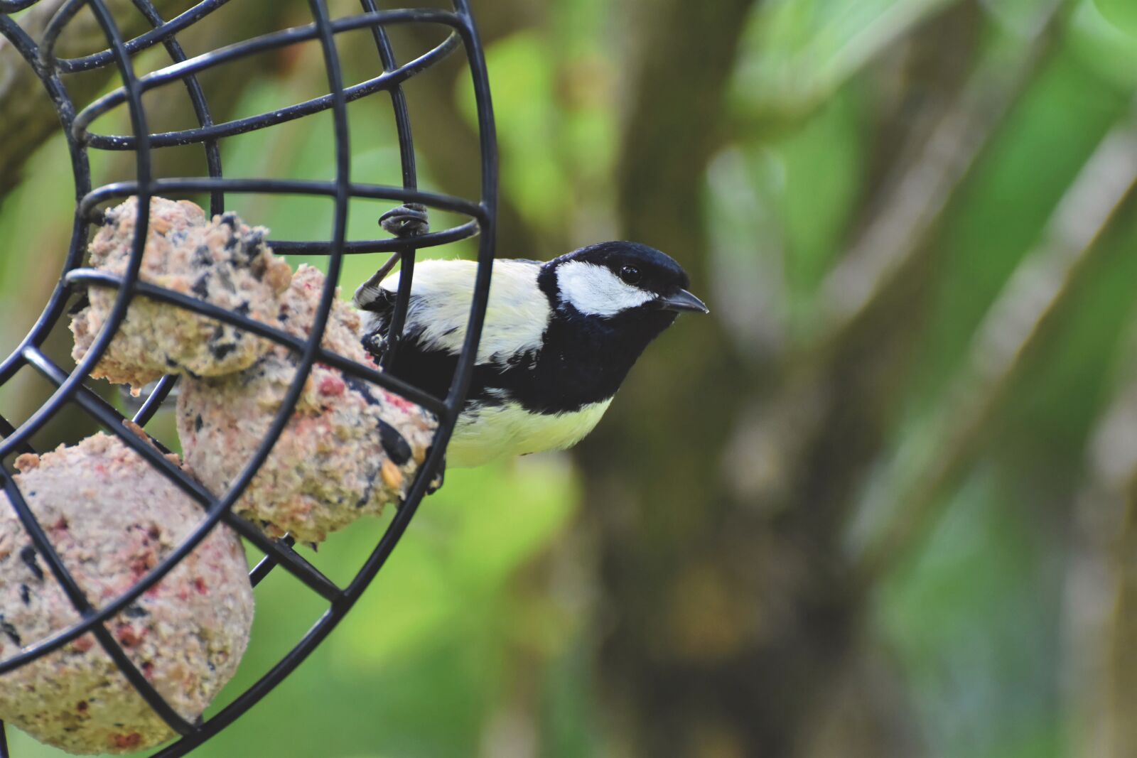 Nikon D7200 sample photo. Tit, songbird, small bird photography