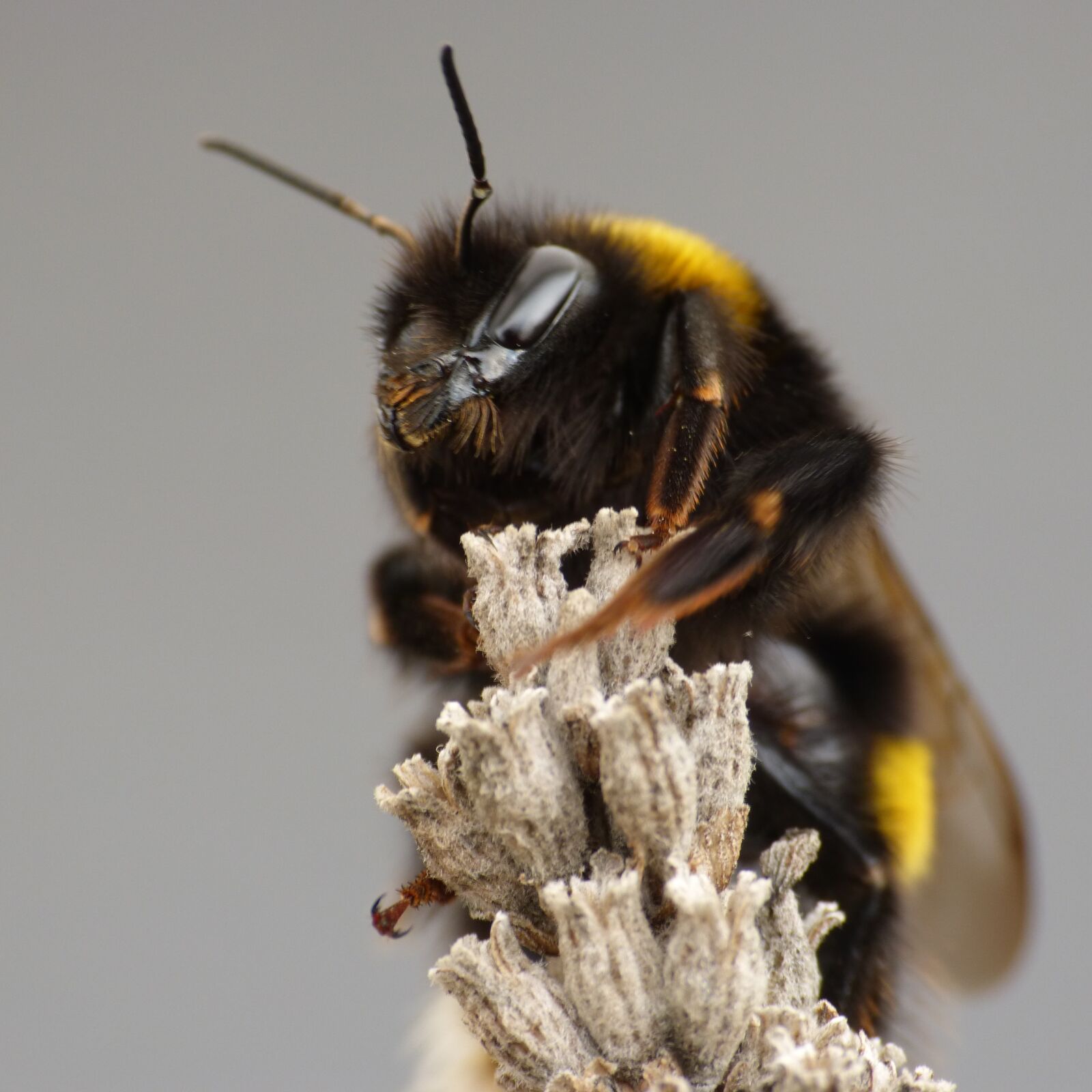 Panasonic DMC-FZ62 sample photo. Bee, hummel, insect photography