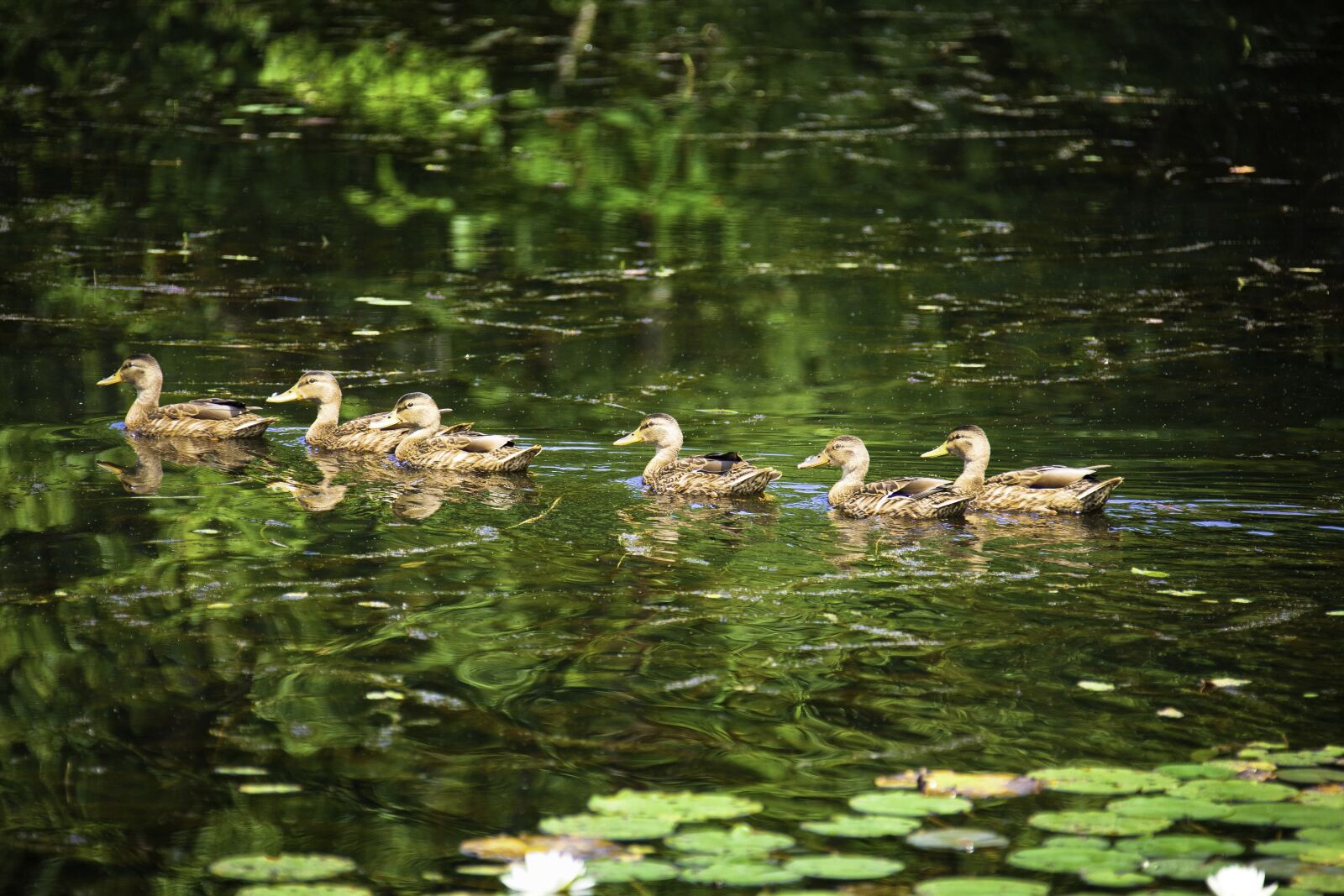 Canon EF 28-300mm F3.5-5.6L IS USM sample photo. Ducklings, ducks, birds photography