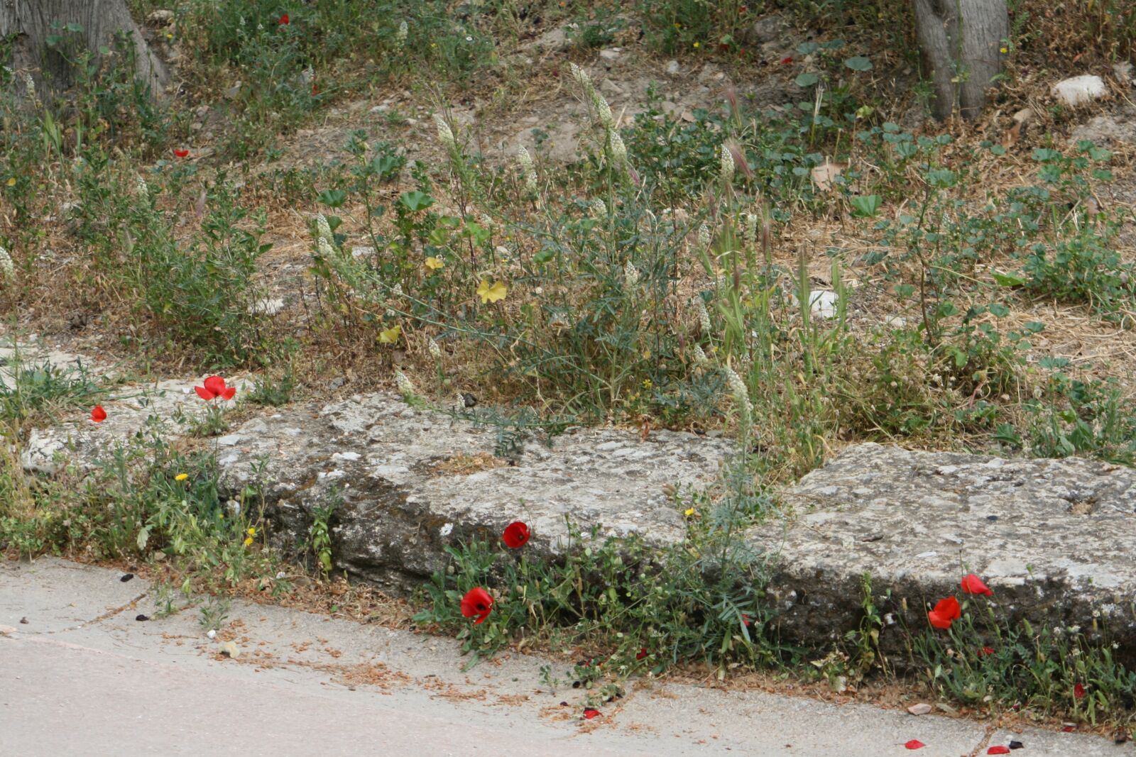 Canon EOS 400D (EOS Digital Rebel XTi / EOS Kiss Digital X) sample photo. Poppy, athena, greece photography