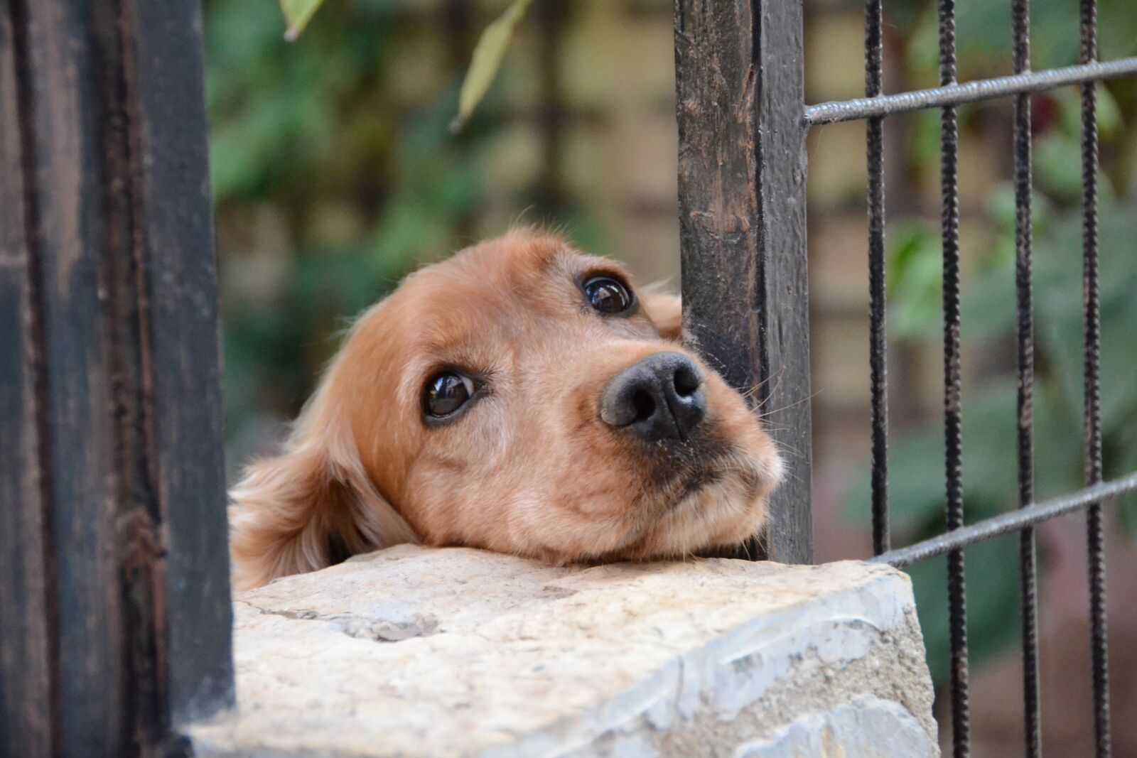 Nikon D3100 sample photo. Friend, dog, animal photography
