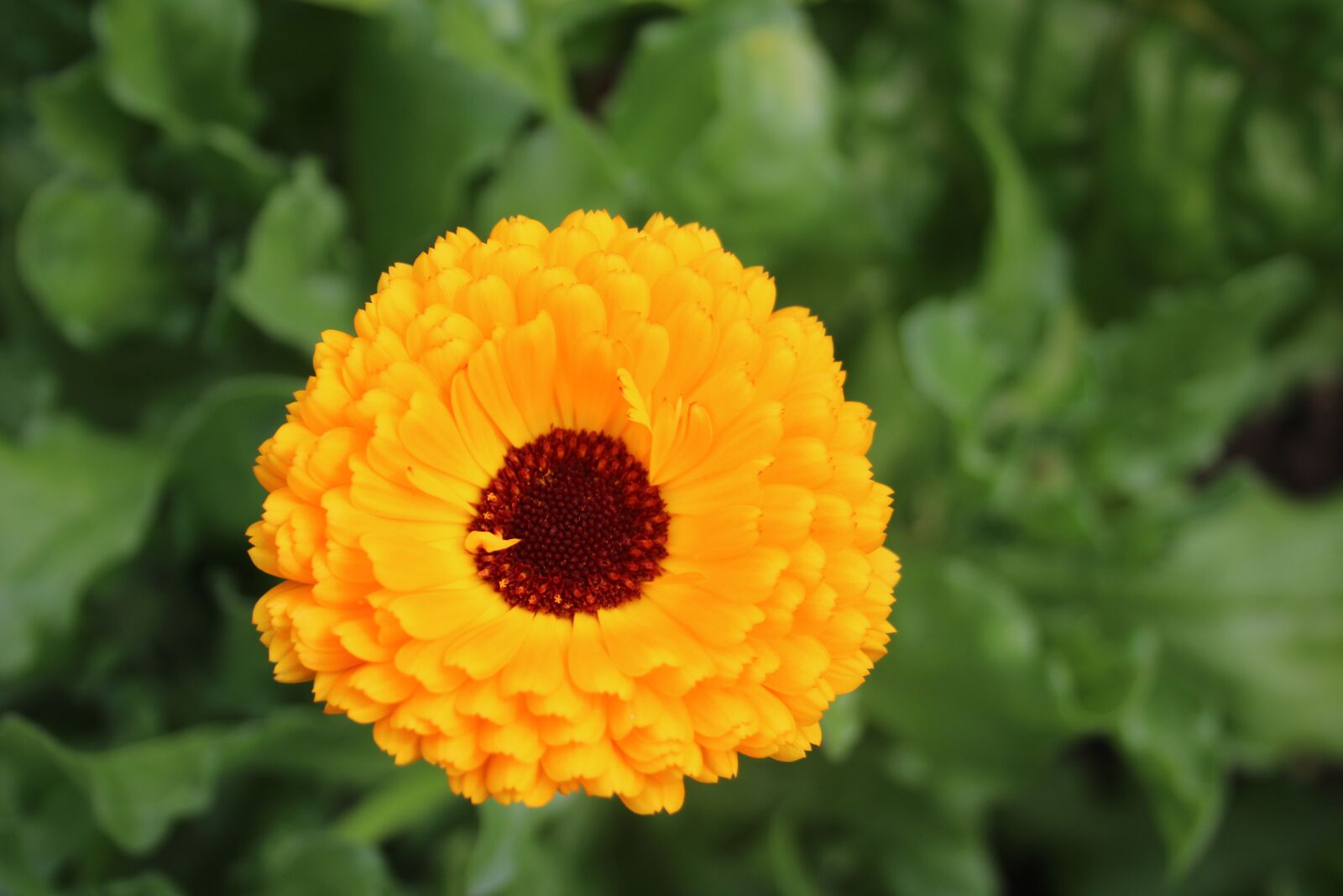 Canon EF-S 18-55mm F3.5-5.6 II sample photo. Flower, plant, bloom photography