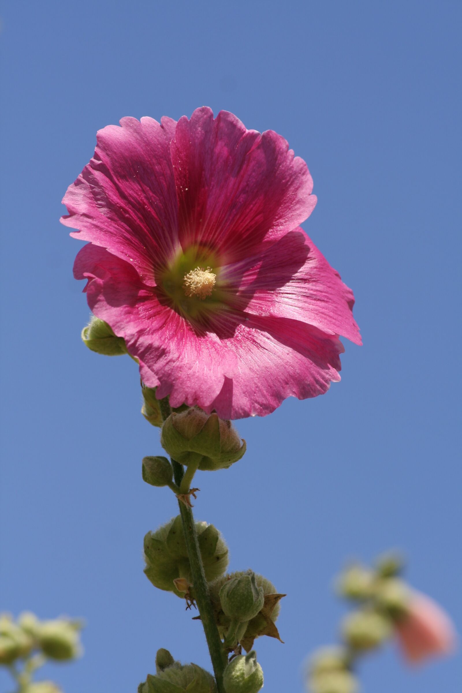 Canon EOS 350D (EOS Digital Rebel XT / EOS Kiss Digital N) sample photo. Stock rose, mallow, sky photography