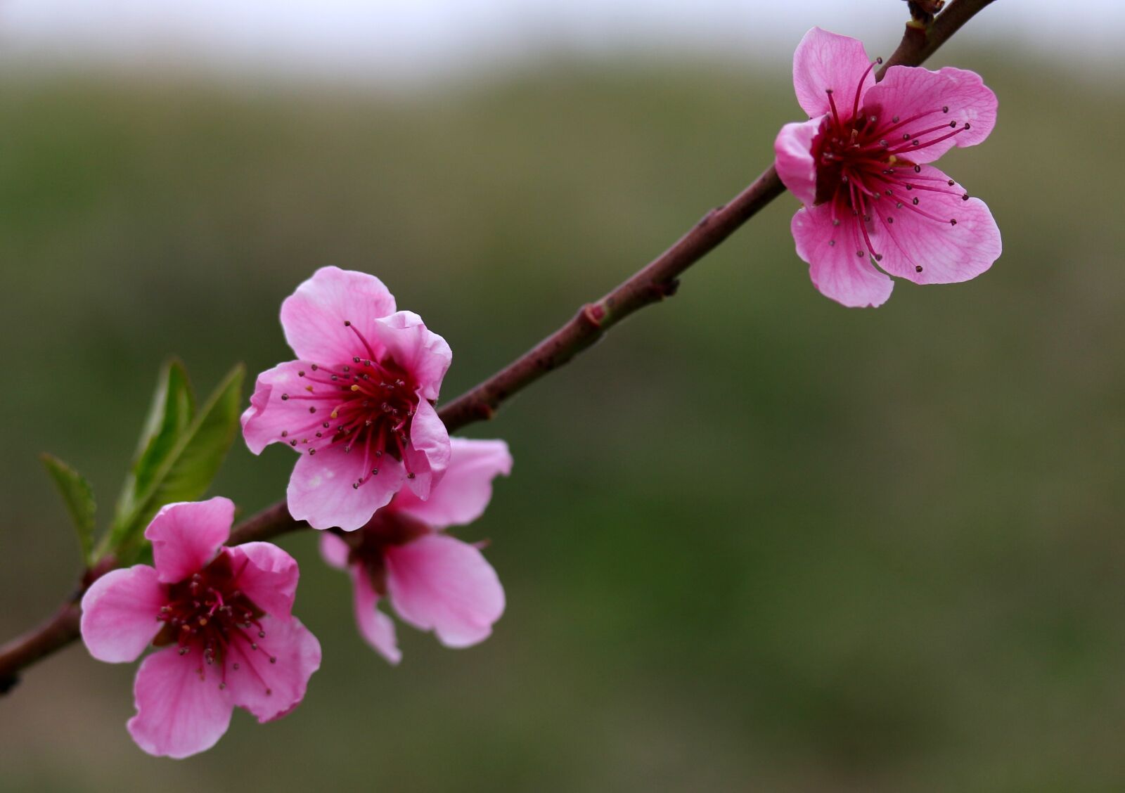 Canon EF-S 60mm F2.8 Macro USM sample photo. Flowers, pink, casey photography