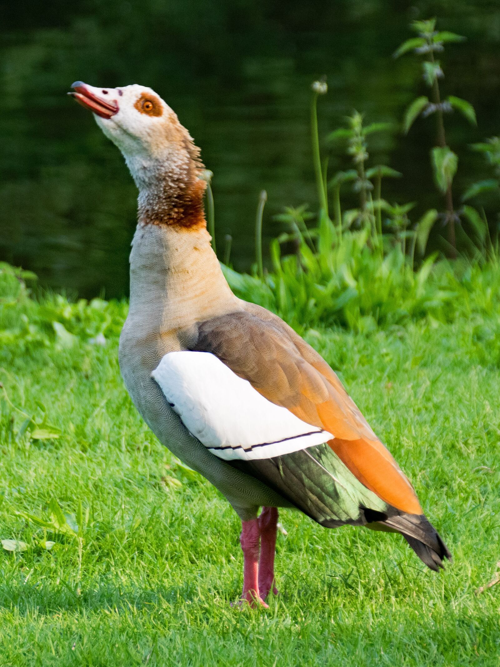 Nikon D5300 sample photo. Nilgans, alopochen egypt, goose photography