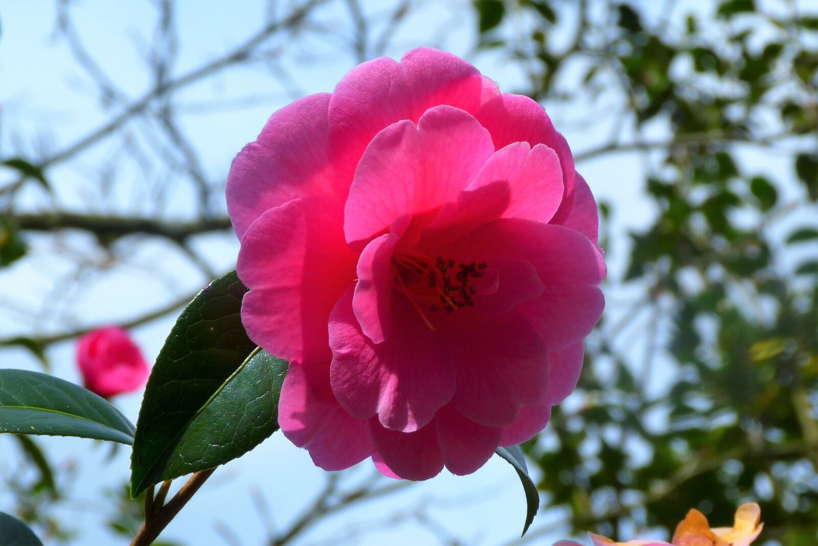 Panasonic Lumix DMC-FZ40 (Lumix DMC-FZ45) sample photo. Nature, flower, camellia photography