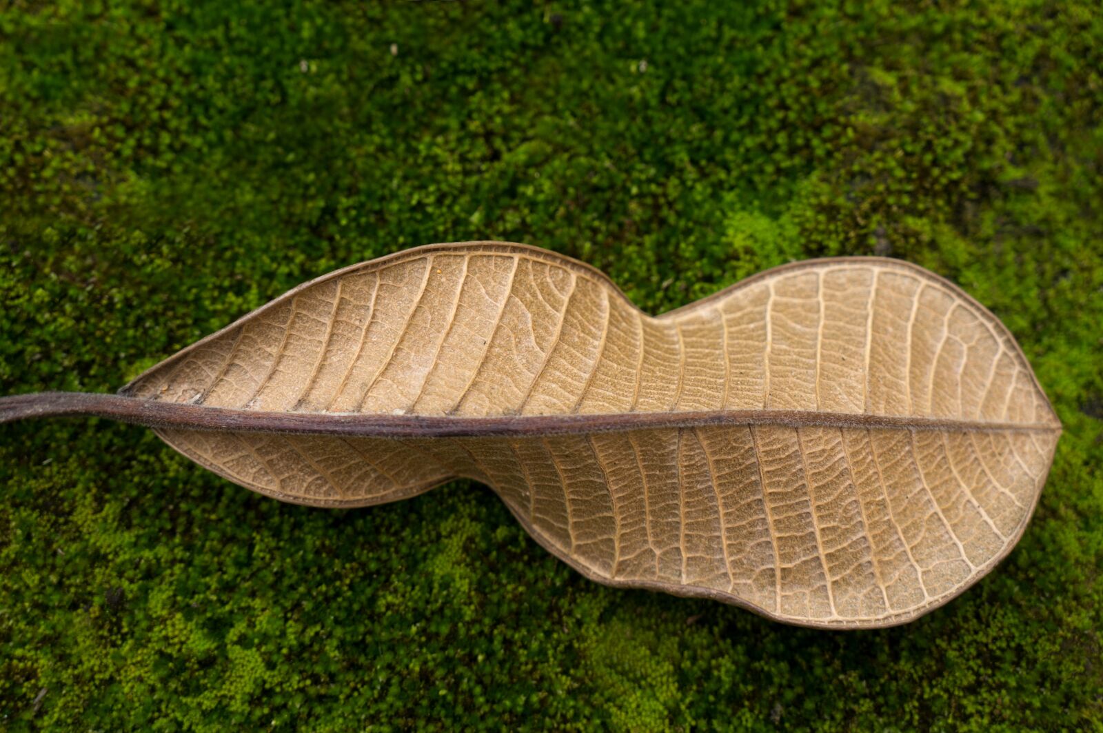 Sony Alpha NEX-F3 + Sony E 18-55mm F3.5-5.6 OSS sample photo. Dry leaves, green porcelain photography
