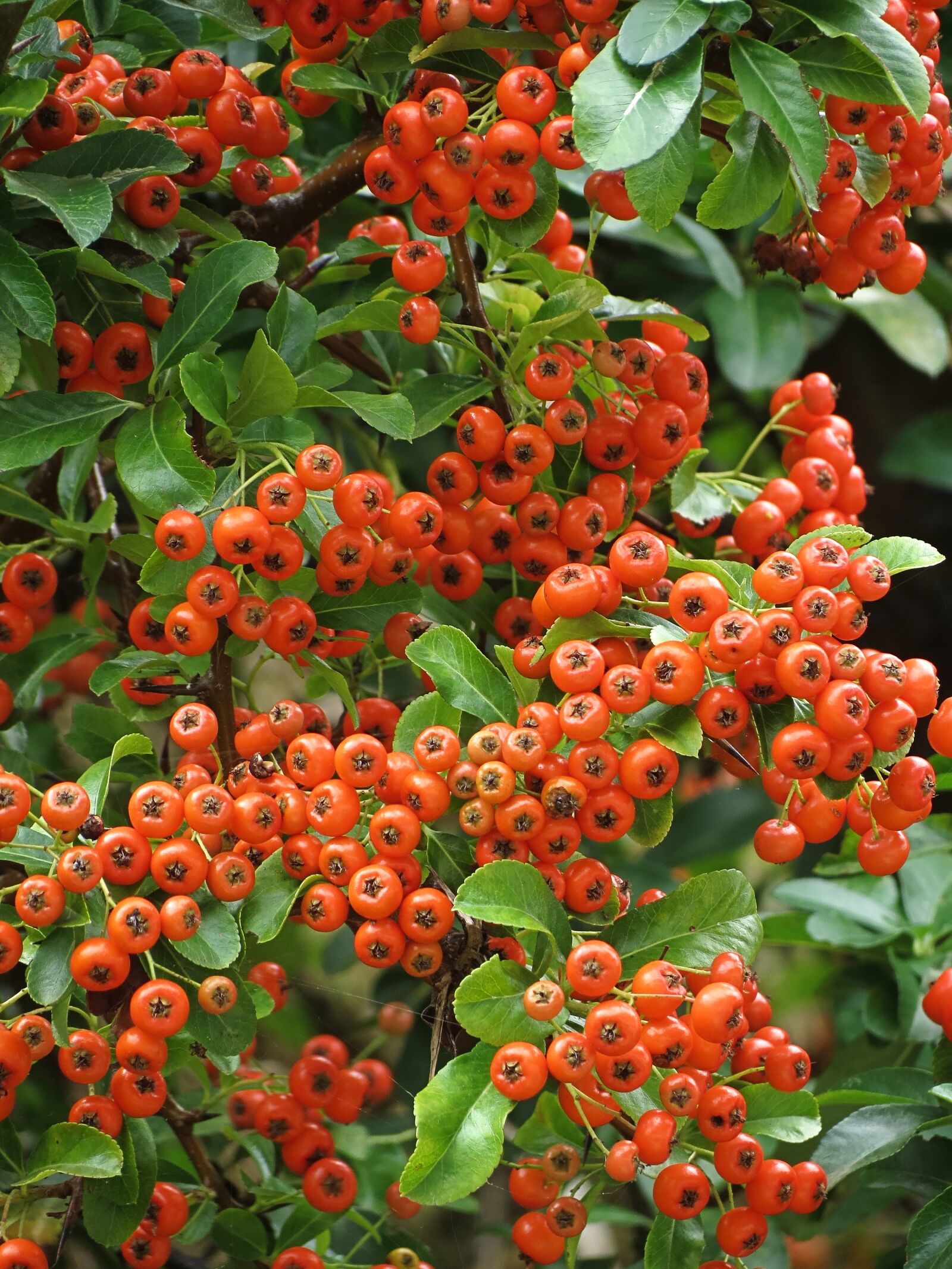 4.3 - 150.5 mm sample photo. Pyracantha, berry, red photography
