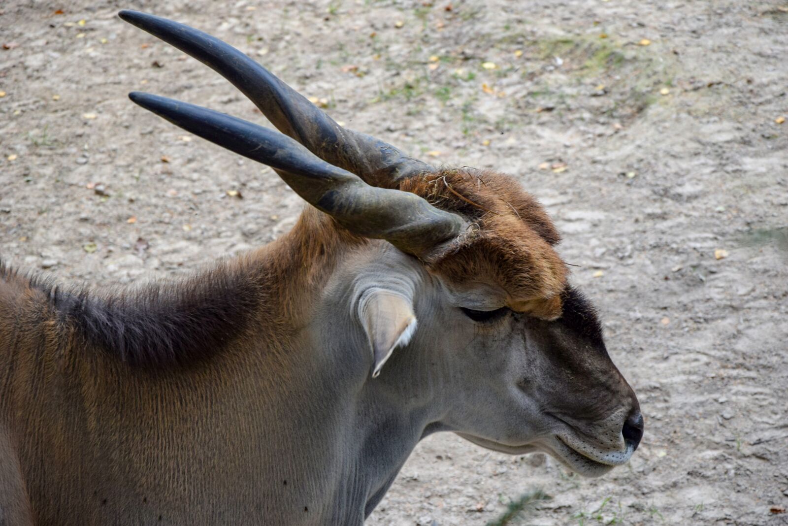 Nikon D5300 sample photo. Kanna, antelope, zoo photography