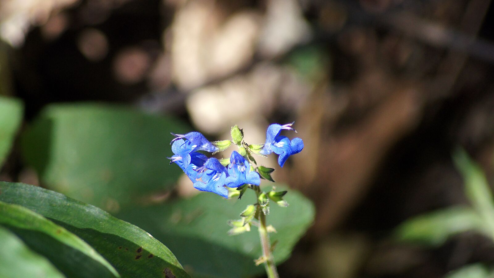 Sony SLT-A55 (SLT-A55V) sample photo. Flower, nature, blue flower photography