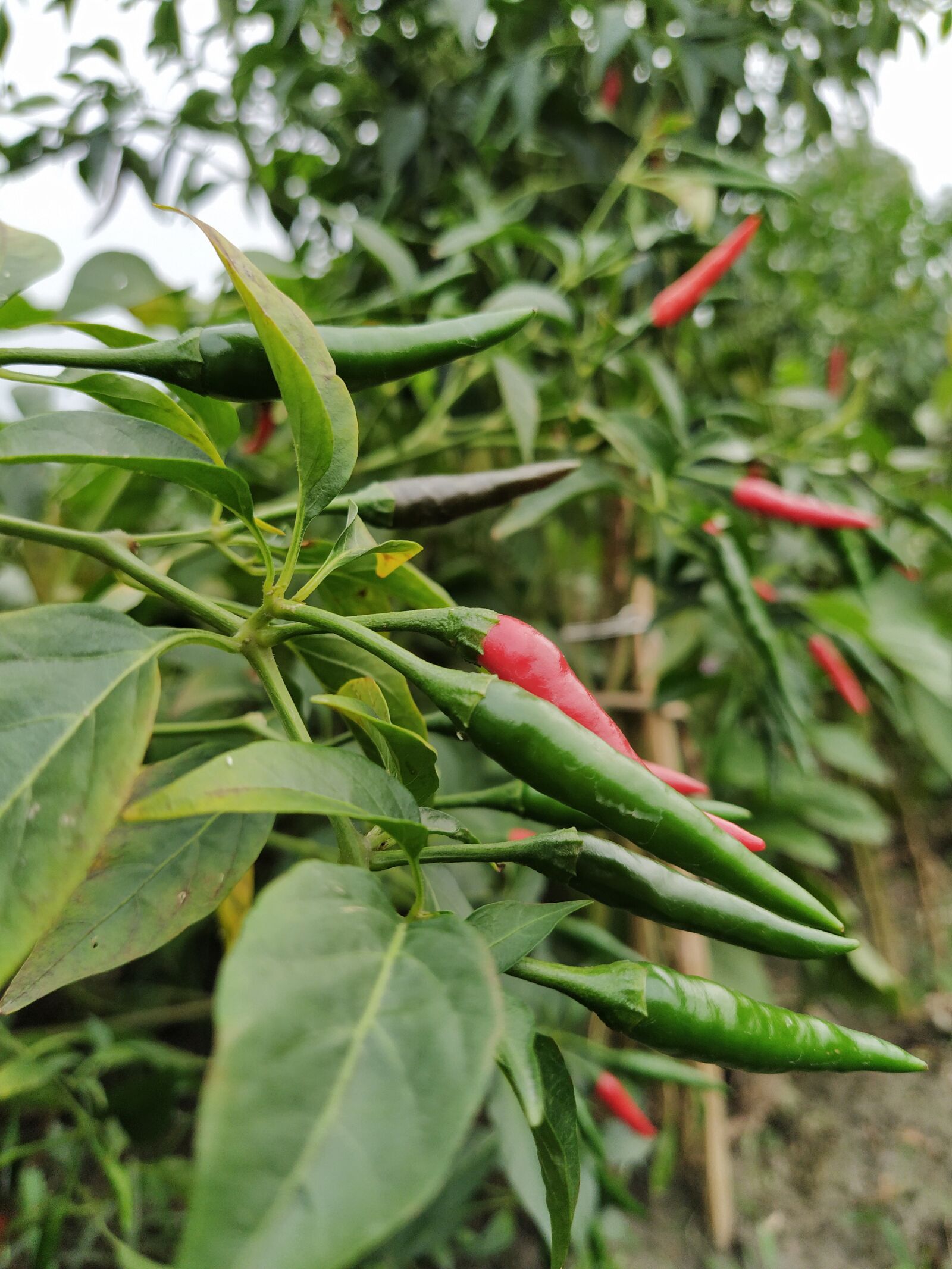 Xiaomi Mi A3 sample photo. Chilies, green chilies, red photography