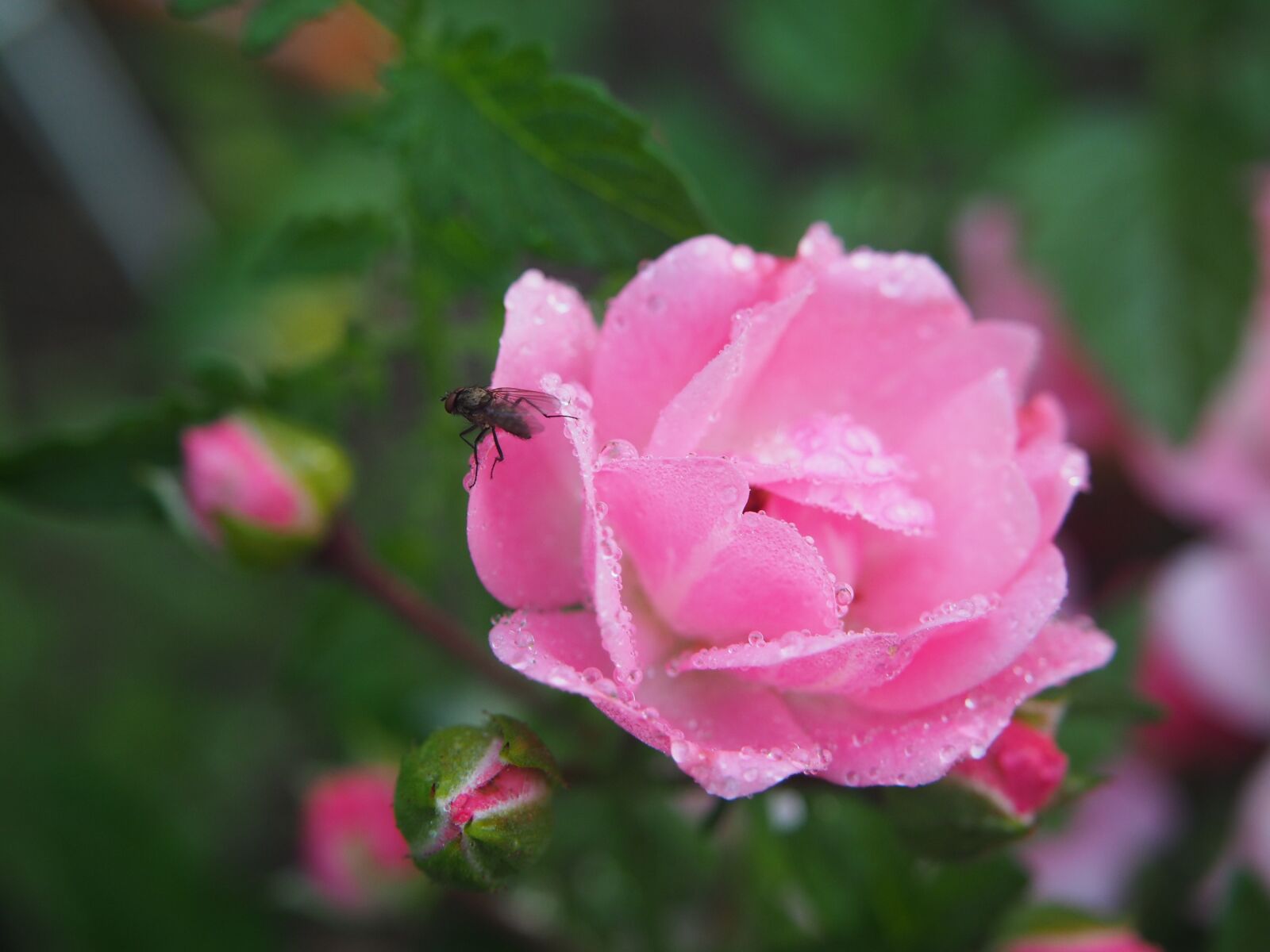 Olympus OM-D E-M10 sample photo. Rose, rose bloom, blossom photography