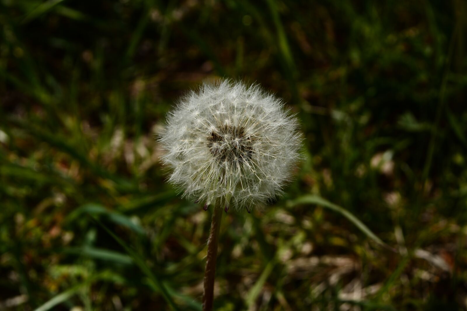 Nikon D5200 sample photo. Dandelion, meadow, nature photography