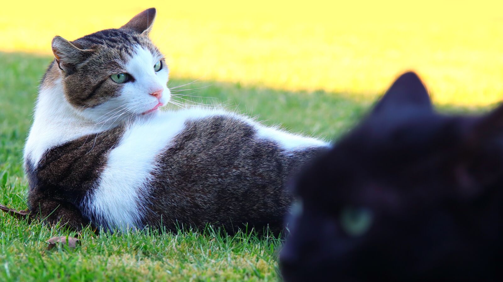 Canon EOS M50 (EOS Kiss M) sample photo. Cat, sweet, pet photography