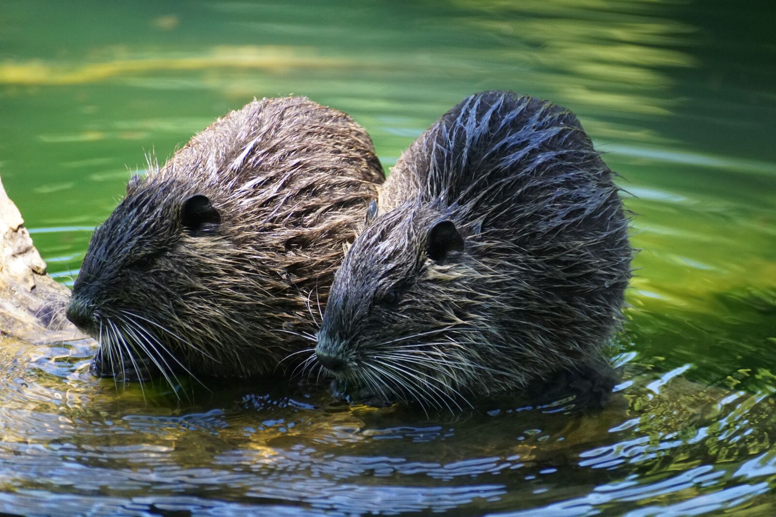 Sony DT 55-300mm F4.5-5.6 SAM sample photo. Nutria, rodent, river photography