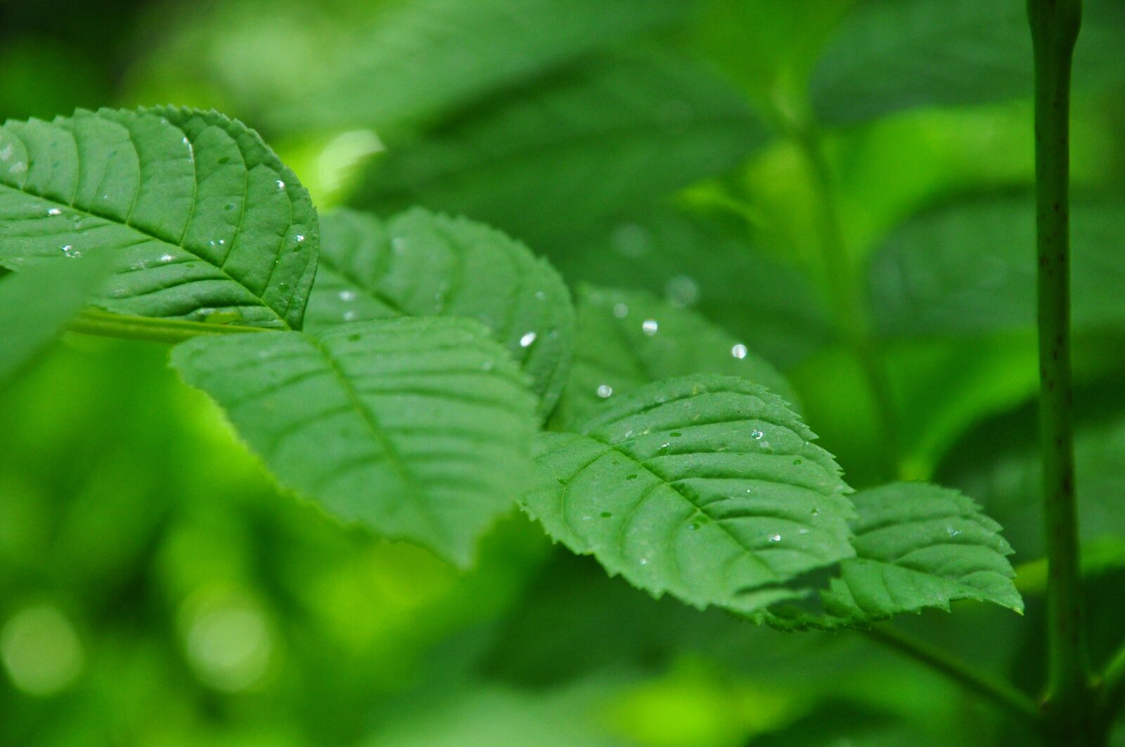 Nikon D5000 sample photo. Leaves, green, nature photography