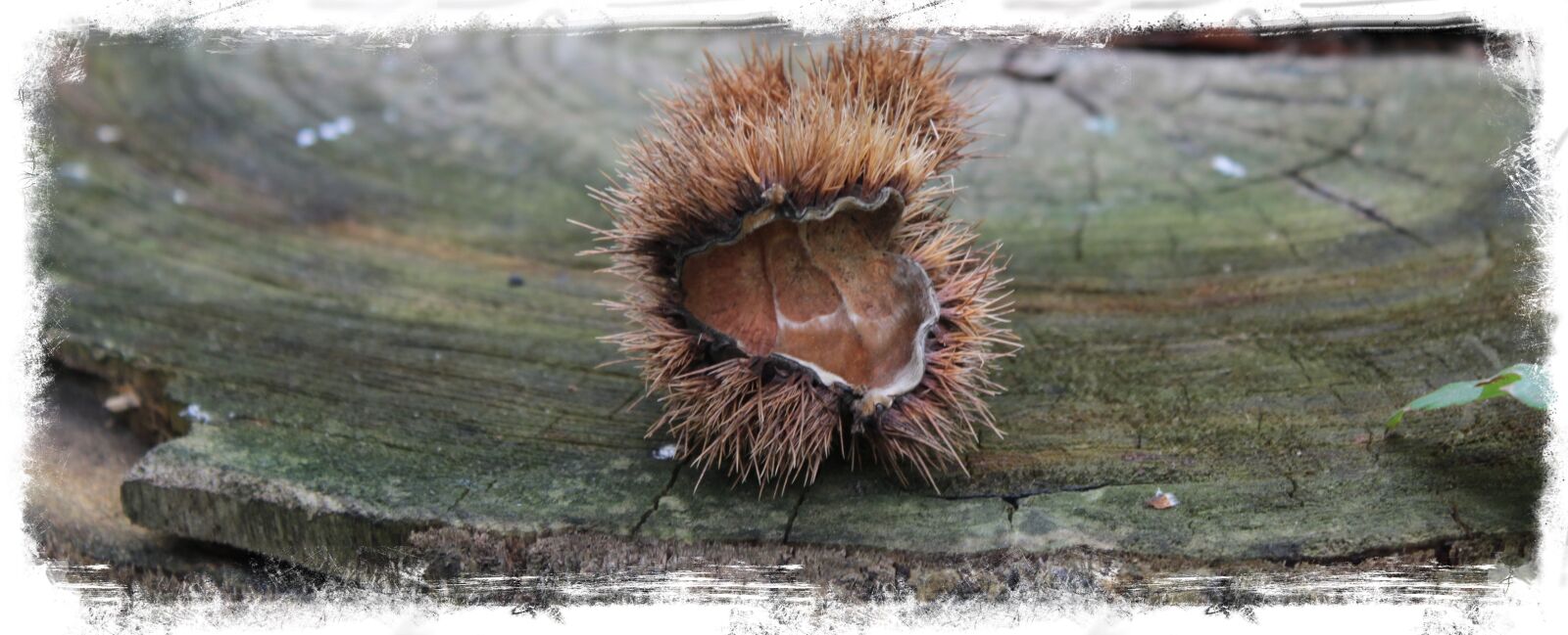 Canon EOS 600D (Rebel EOS T3i / EOS Kiss X5) sample photo. Chestnuts, in, autumn photography