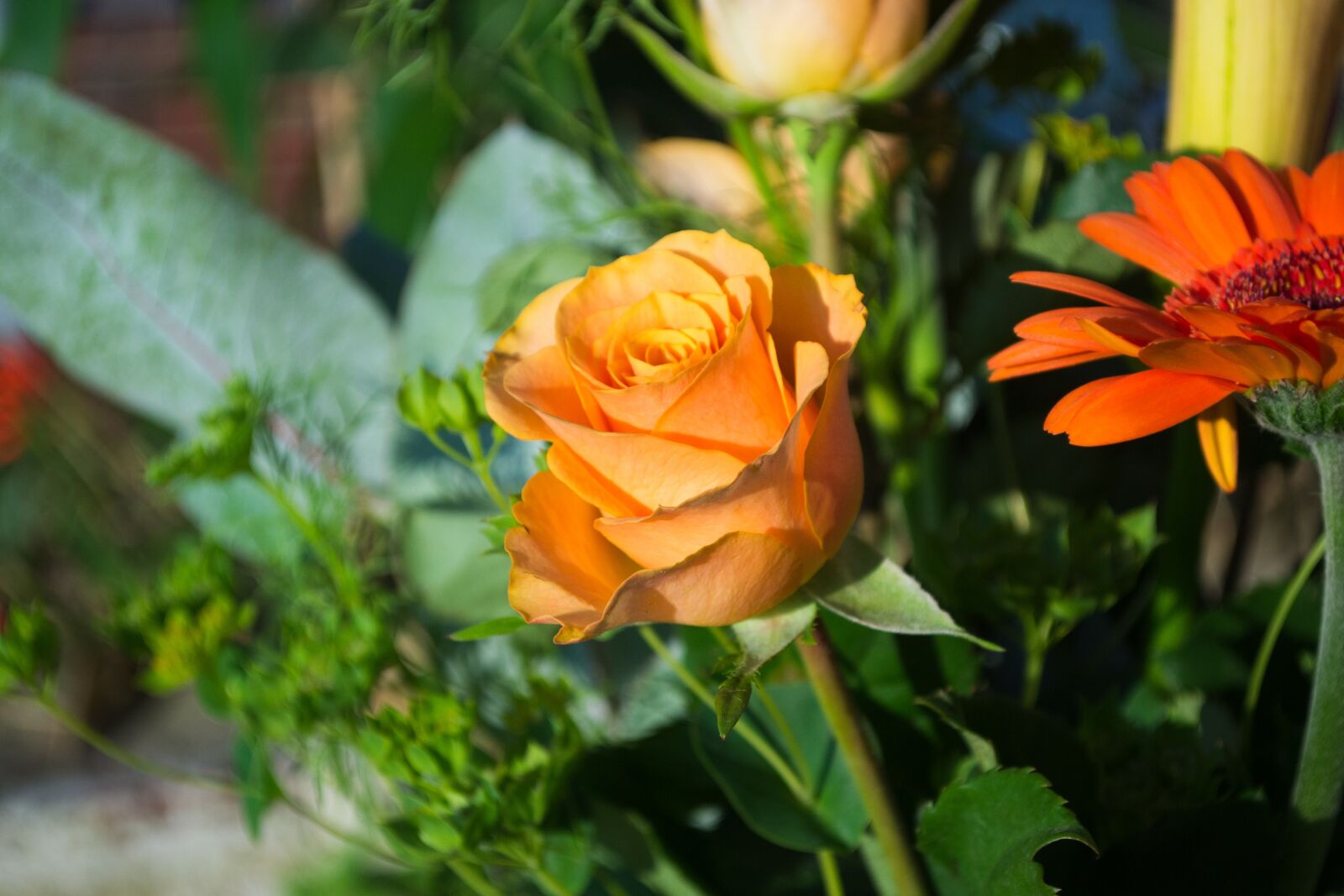 Nikon D3100 sample photo. Flower, outside, sun photography