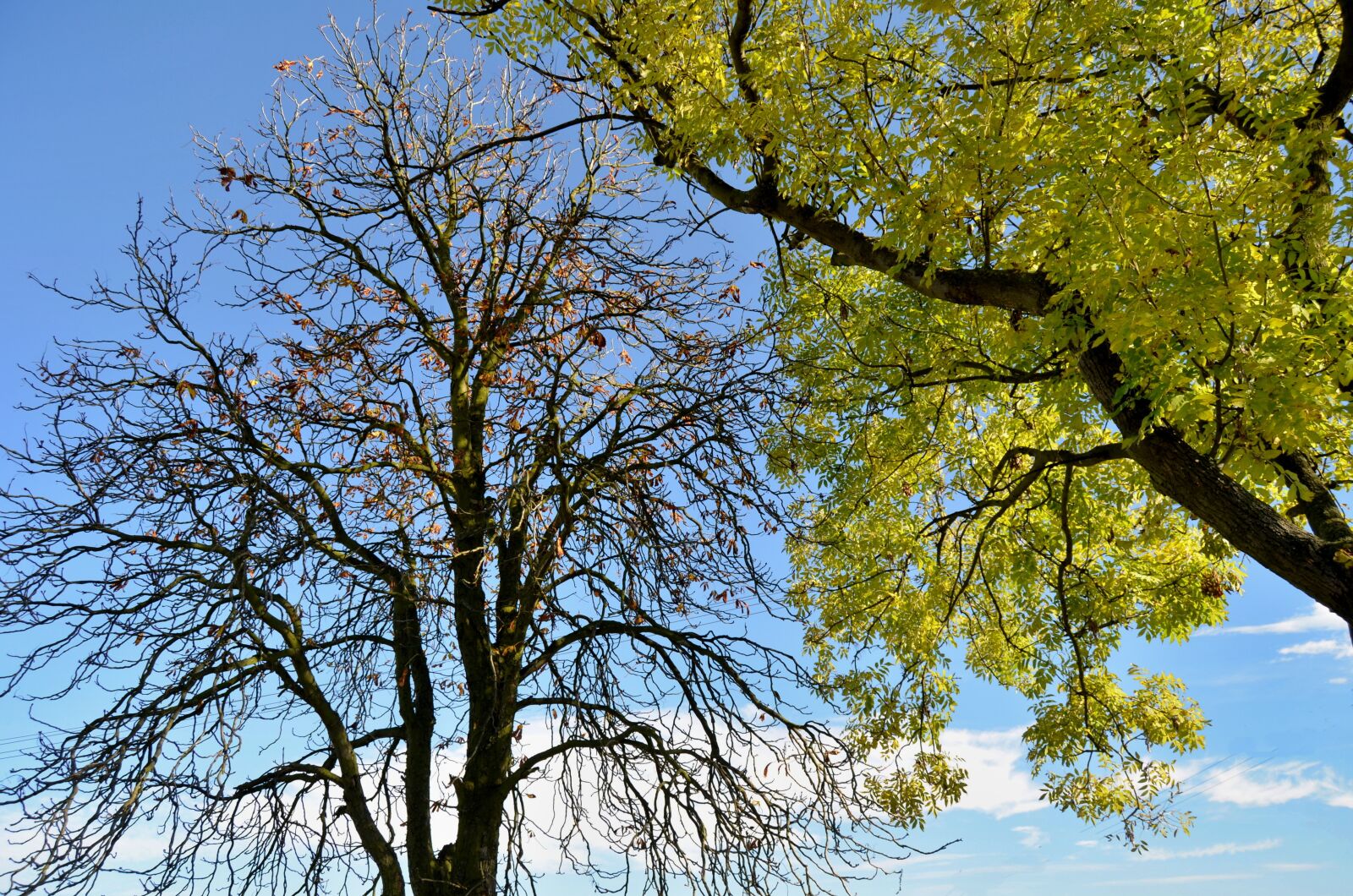Nikon D5100 sample photo. Autumn, trees, bare photography