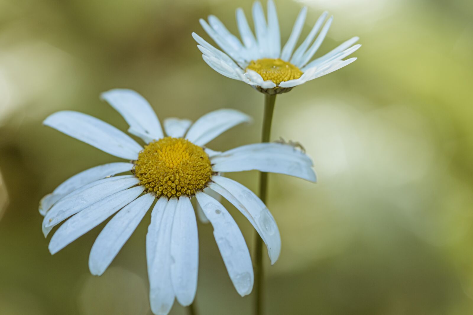 Canon EOS 6D Mark II sample photo. Daisy, summer, nature photography