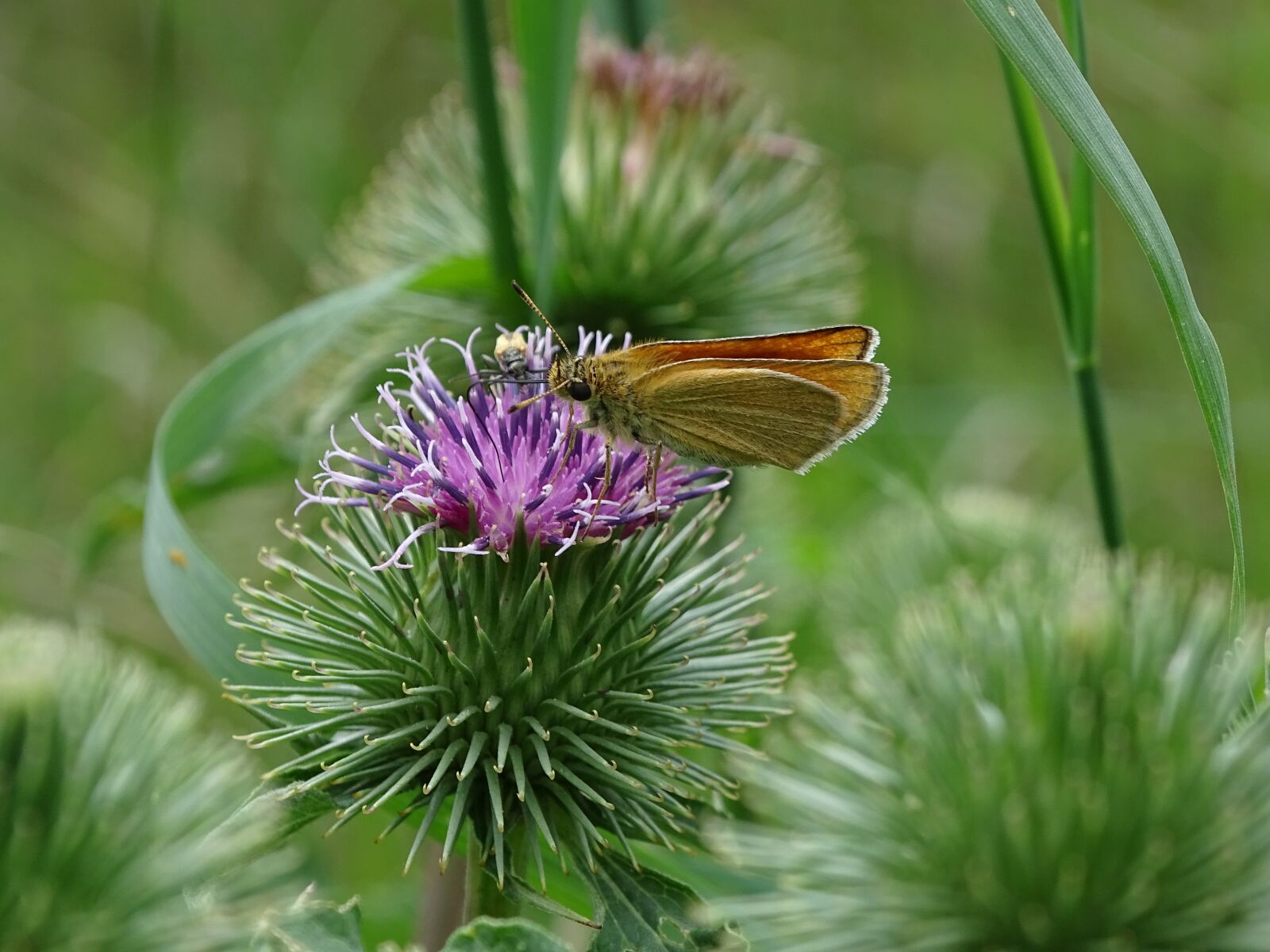Sony Cyber-shot DSC-HX400V sample photo. Thistle, butterfly, macro photography