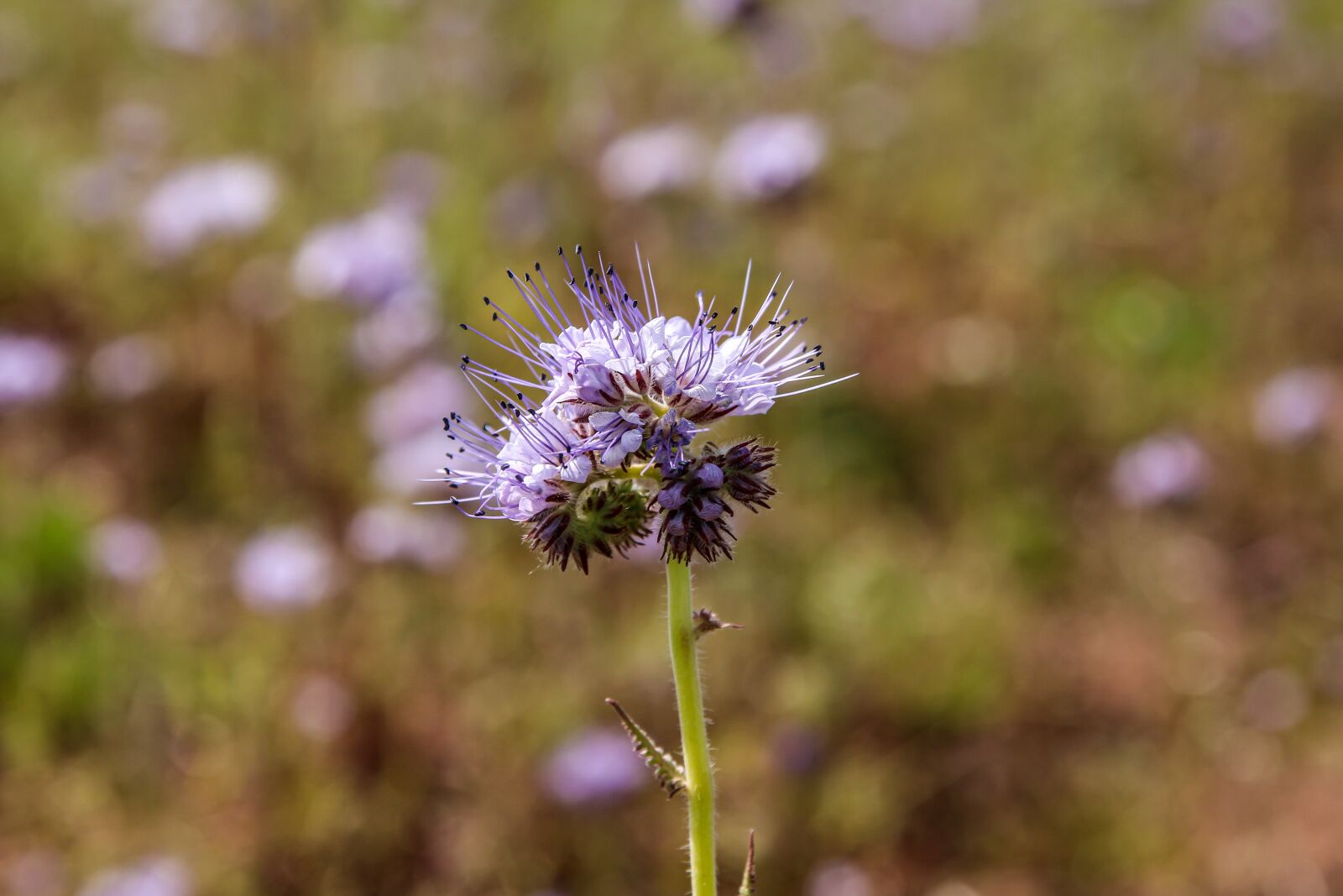 Canon EOS 70D sample photo. Flower, tansy-phazelie, bueschelschoen photography